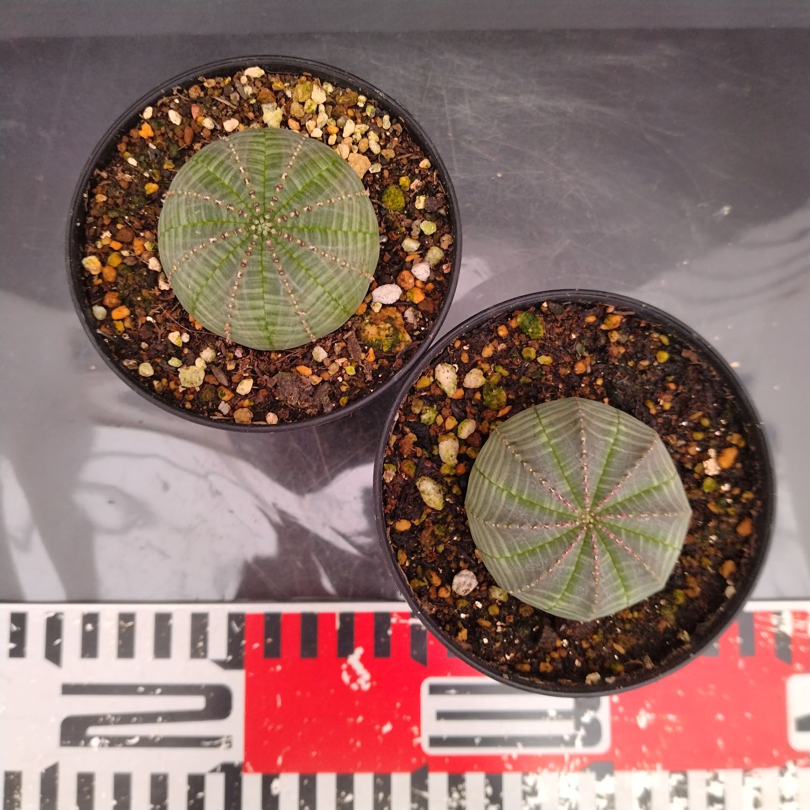 パナミ　ユーフォルビア オベサ 2株セット パナミ ユーフォルビア オベサ 2株セット パナミ ユーフォルビア