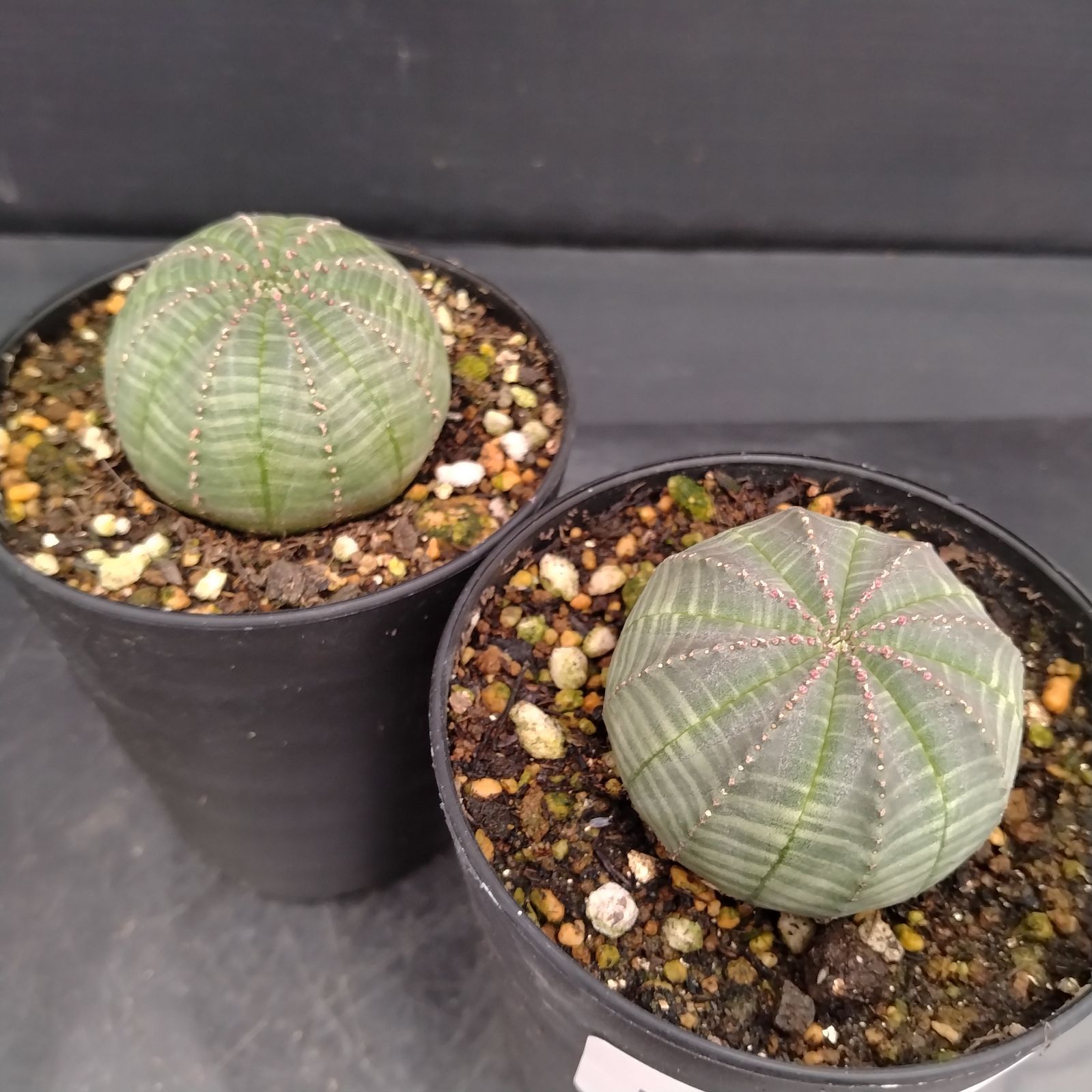 H029【自社養生株】ユーフォルビア オベサ 2株セット（実生・発根株