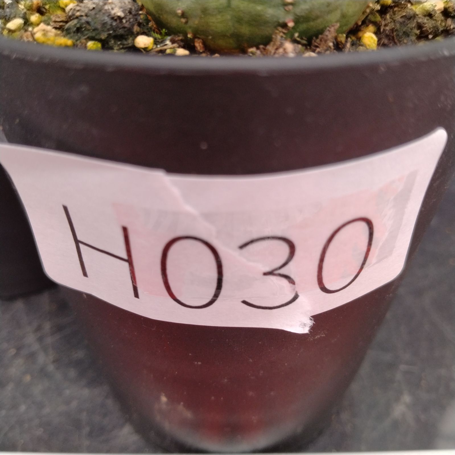 H030【自社養生株】ユーフォルビア オベサ 2株セット（実生・発根株