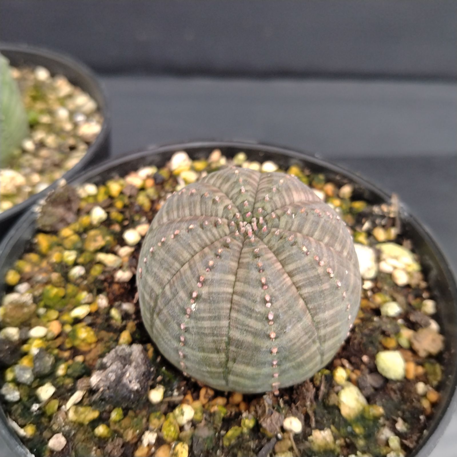 H030【自社養生株】ユーフォルビア オベサ 2株セット（実生・発根株