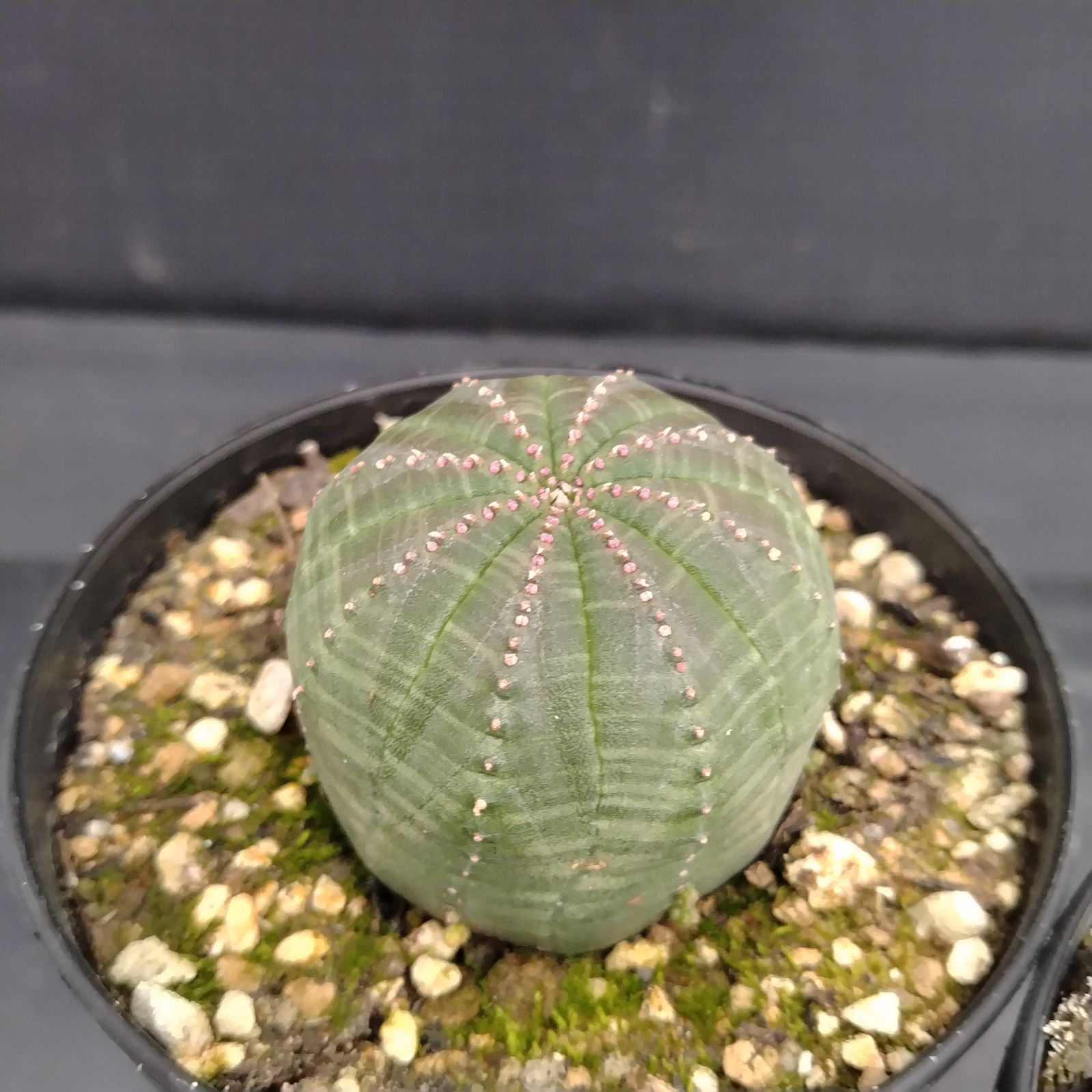 H030【自社養生株】ユーフォルビア オベサ 2株セット（実生・発根株