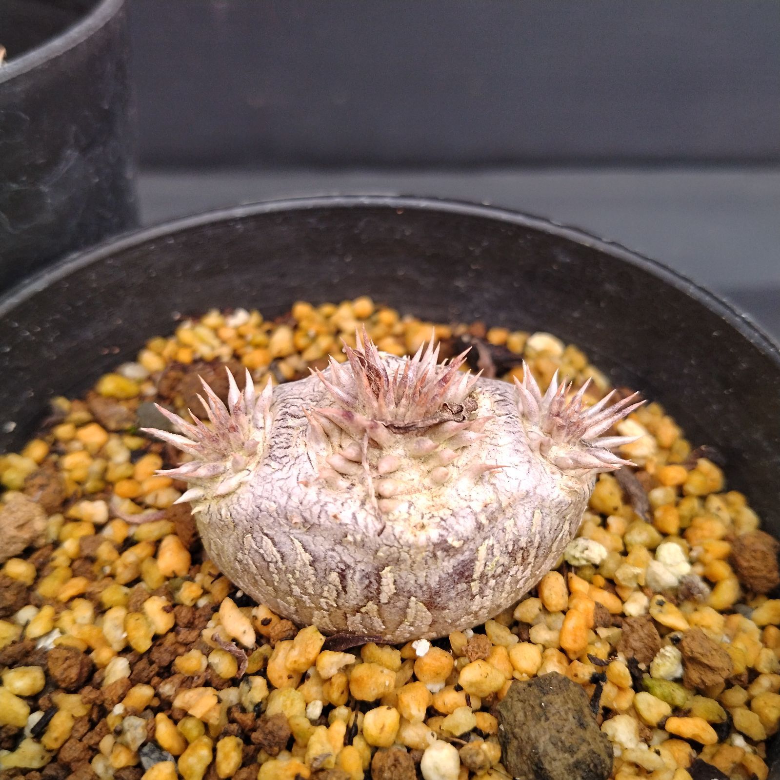 H037【自社養生株】パキポディウム えびす大黒 2株セット（実生・発