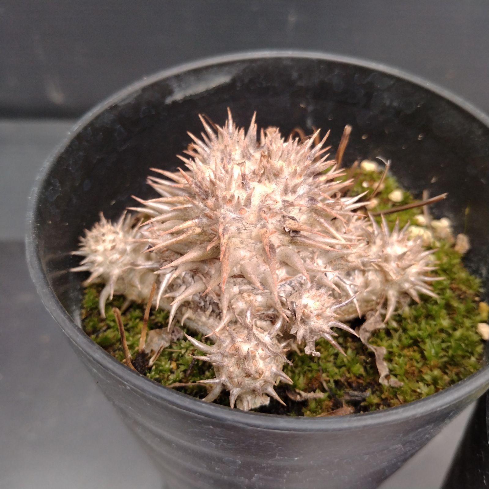 H038【自社養生株】パキポディウム えびす大黒 2株セット（実生・発