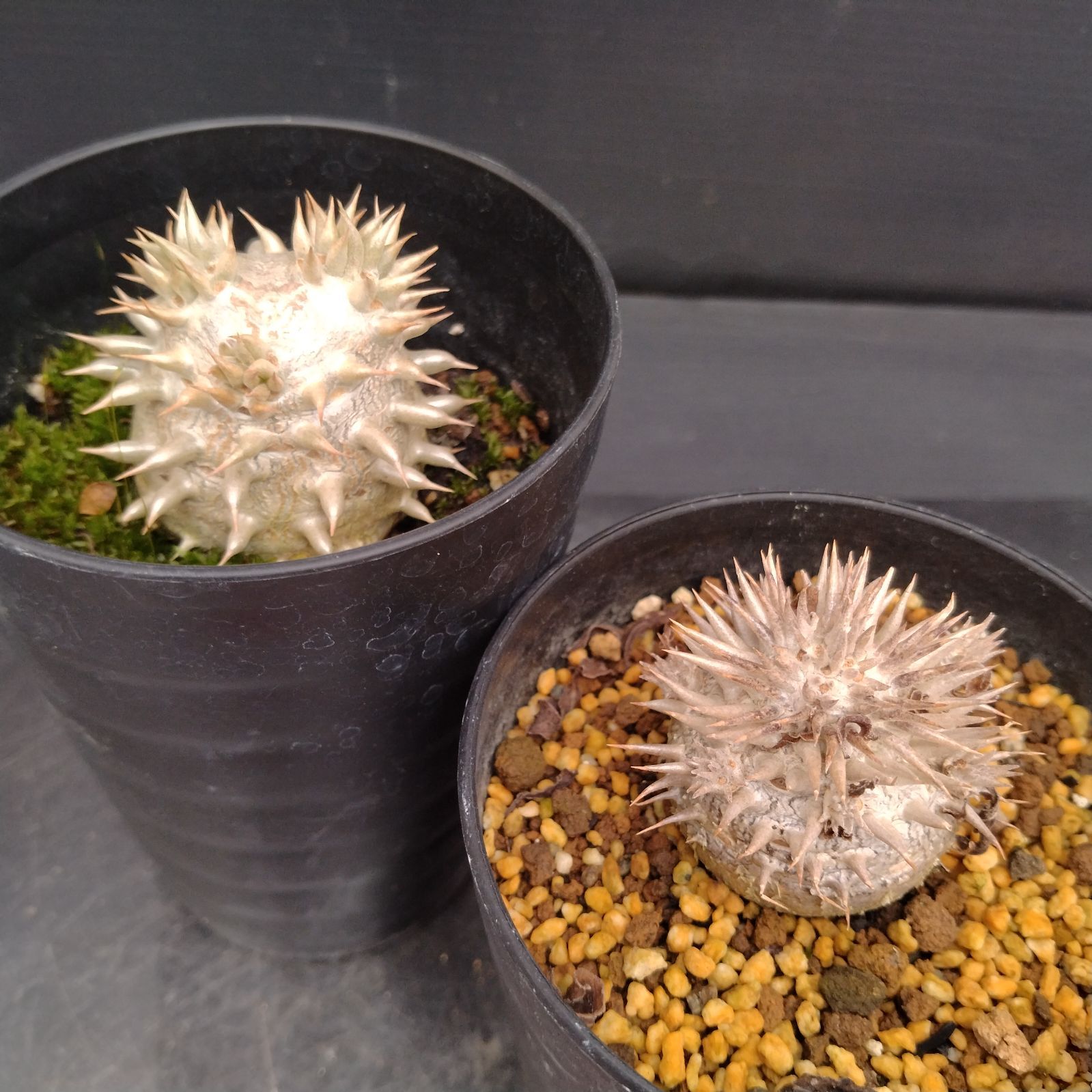 H039【自社養生株】パキポディウム えびす大黒 2株セット（実生・発