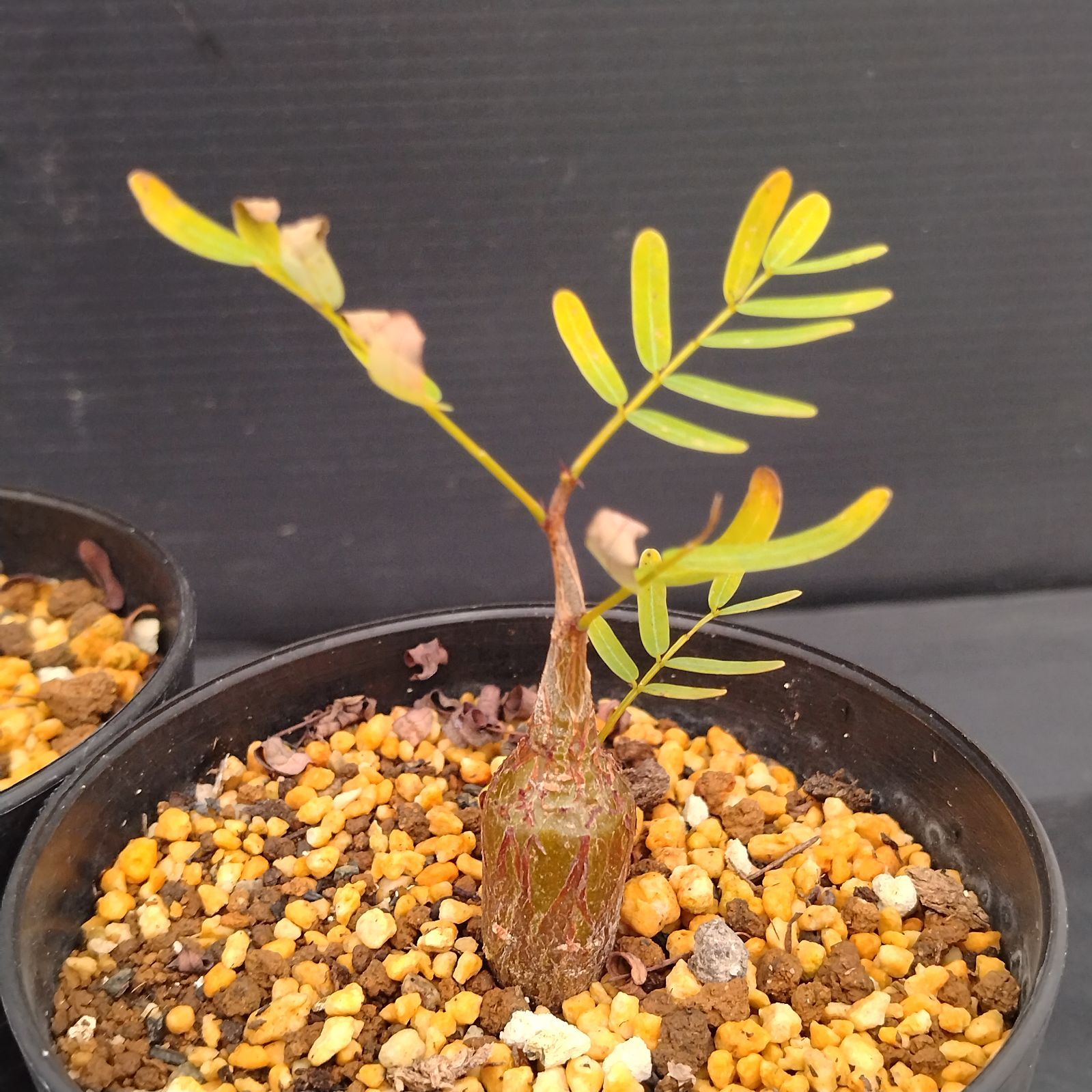 H044【自社養生株】センナ メリディオナリス 2株セット（実生・発根株