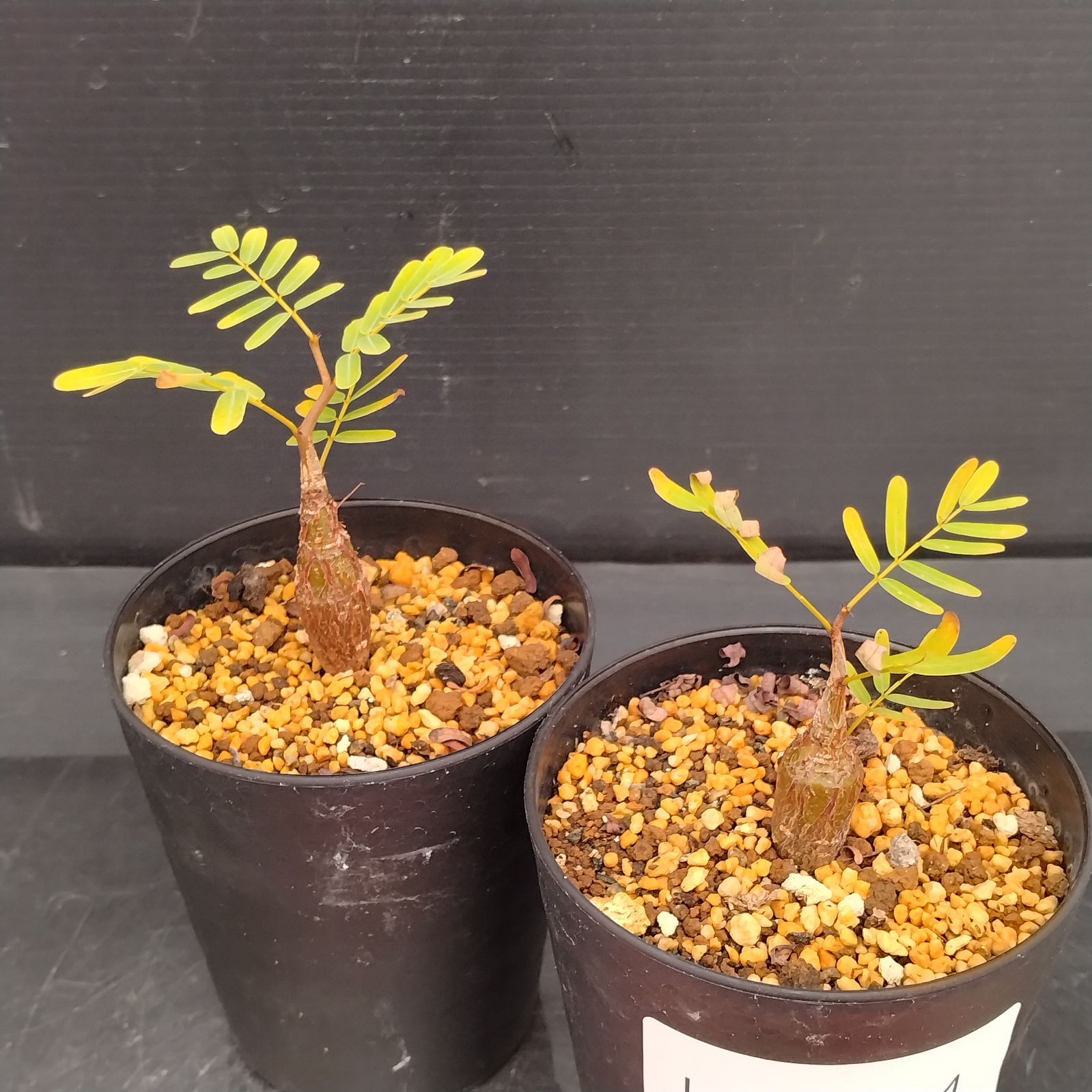 H044【自社養生株】センナ メリディオナリス 2株セット（実生・発根株