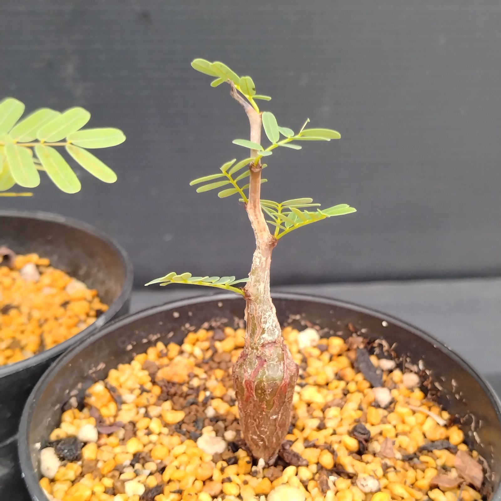 H045【自社養生株】センナ メリディオナリス 2株セット(実生・発根株 H045【自社養生株】センナ メリディオナリス 2株セット(実生・発根株