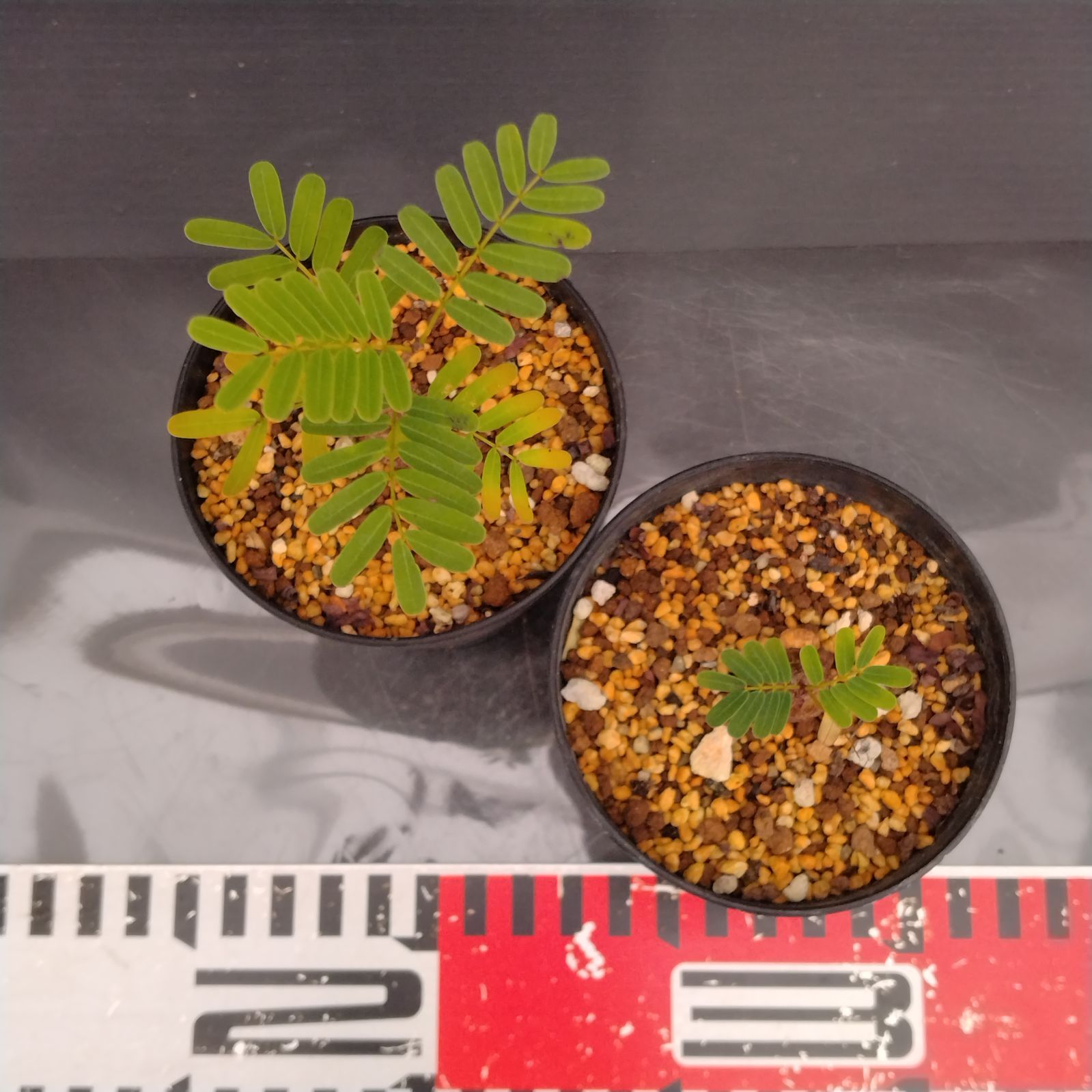 H046【自社養生株】センナ メリディオナリス 2株セット（実生・発根株