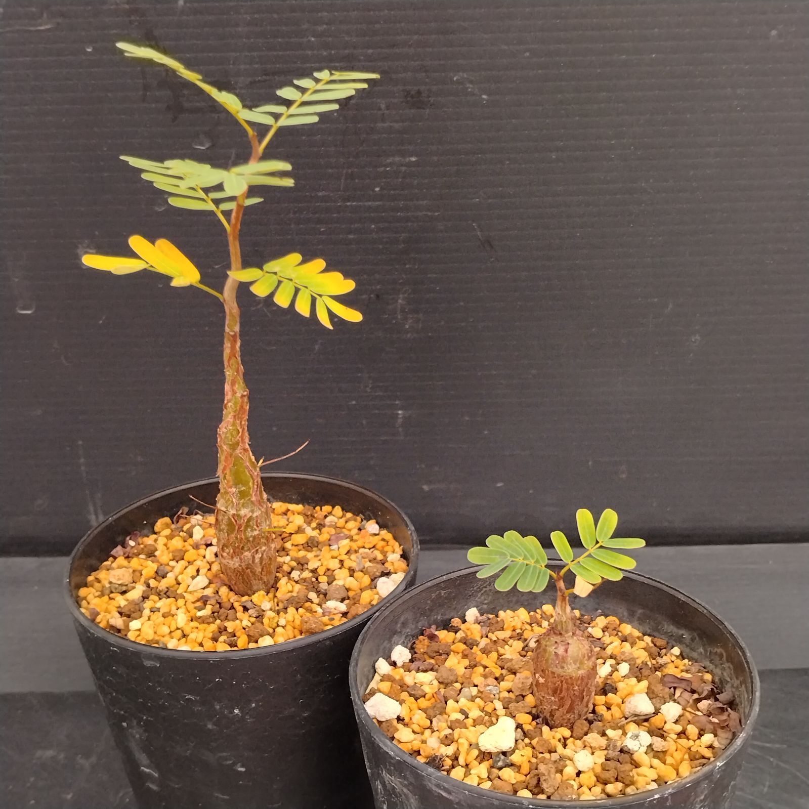 H046【自社養生株】センナ メリディオナリス 2株セット（実生・発根株