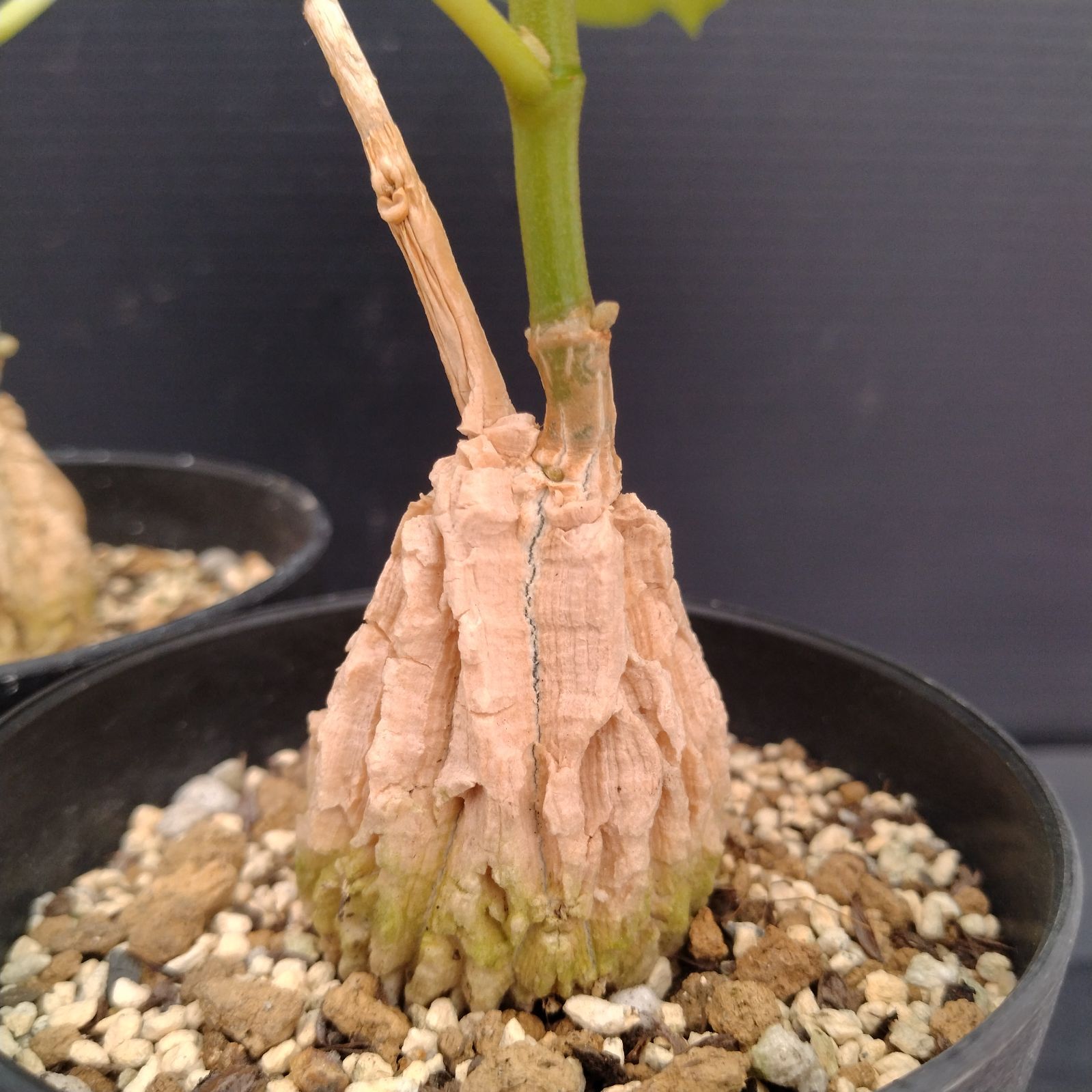 H051【自社養生株】マテレア シクロフィラ 2株セット（発根株・鉢植え