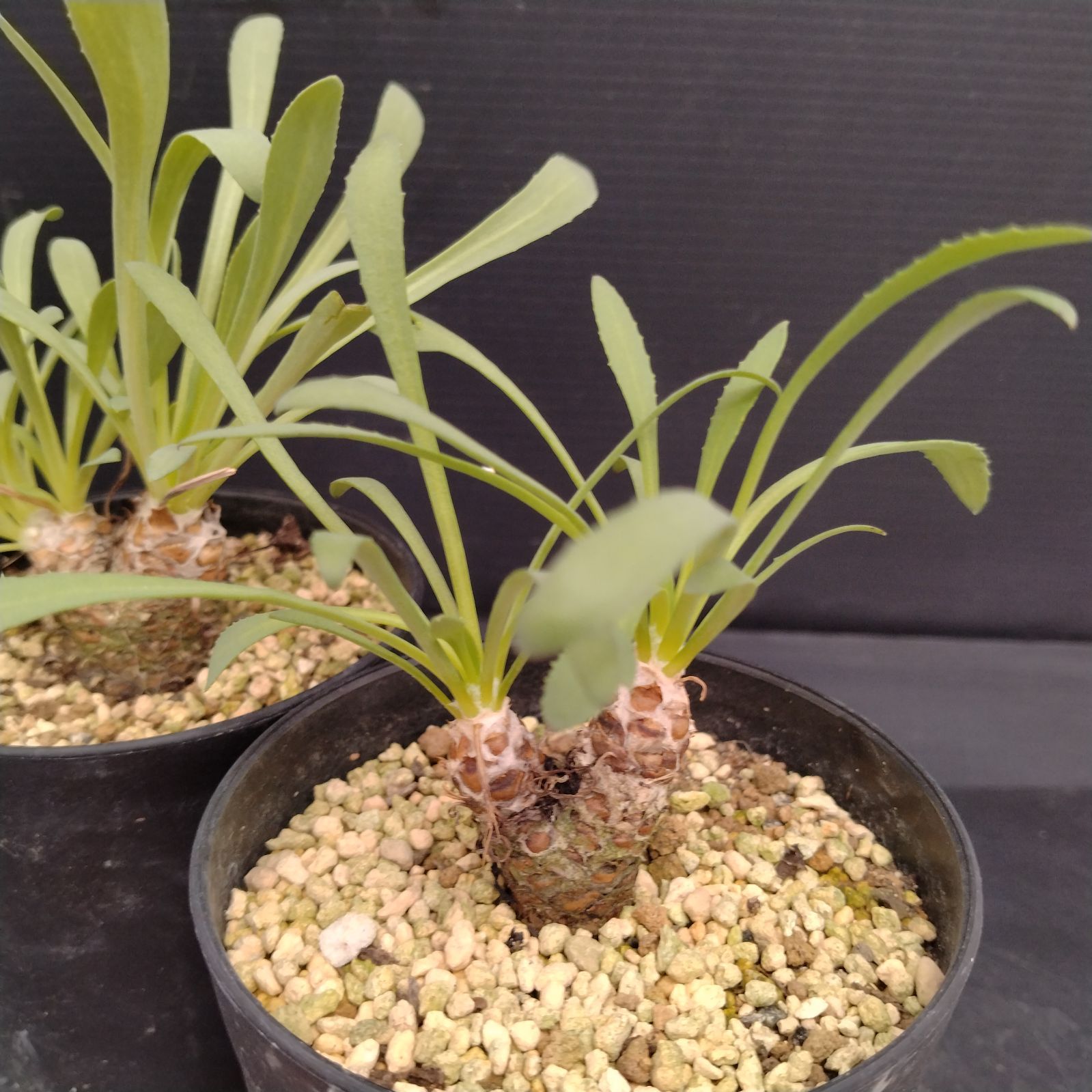 H056【自社養生株】オトンナ レトロルサ 2株セット（発根株・鉢植え