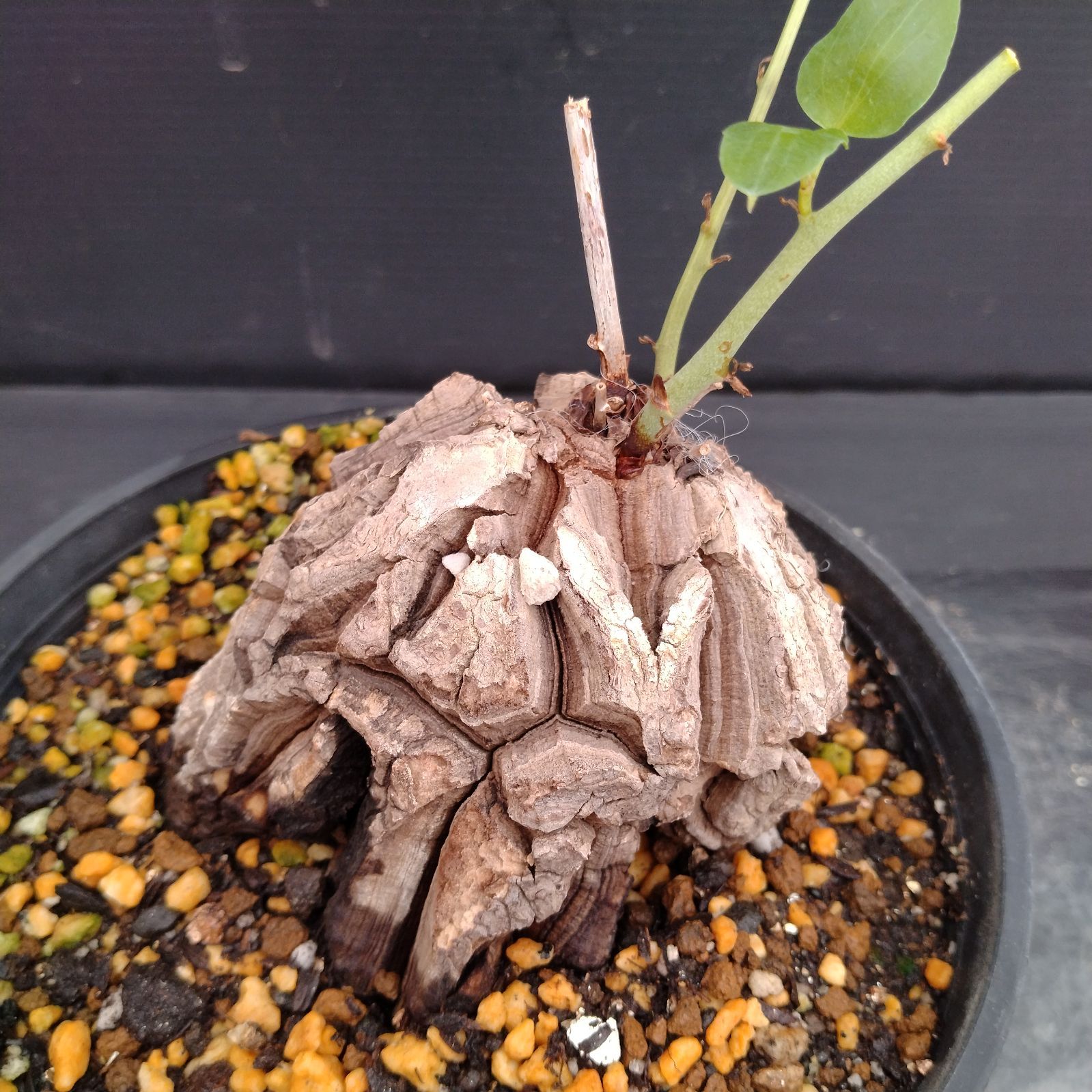 H071【自社養生株】ディオスコレア アフリカ亀甲竜（S）（発根株