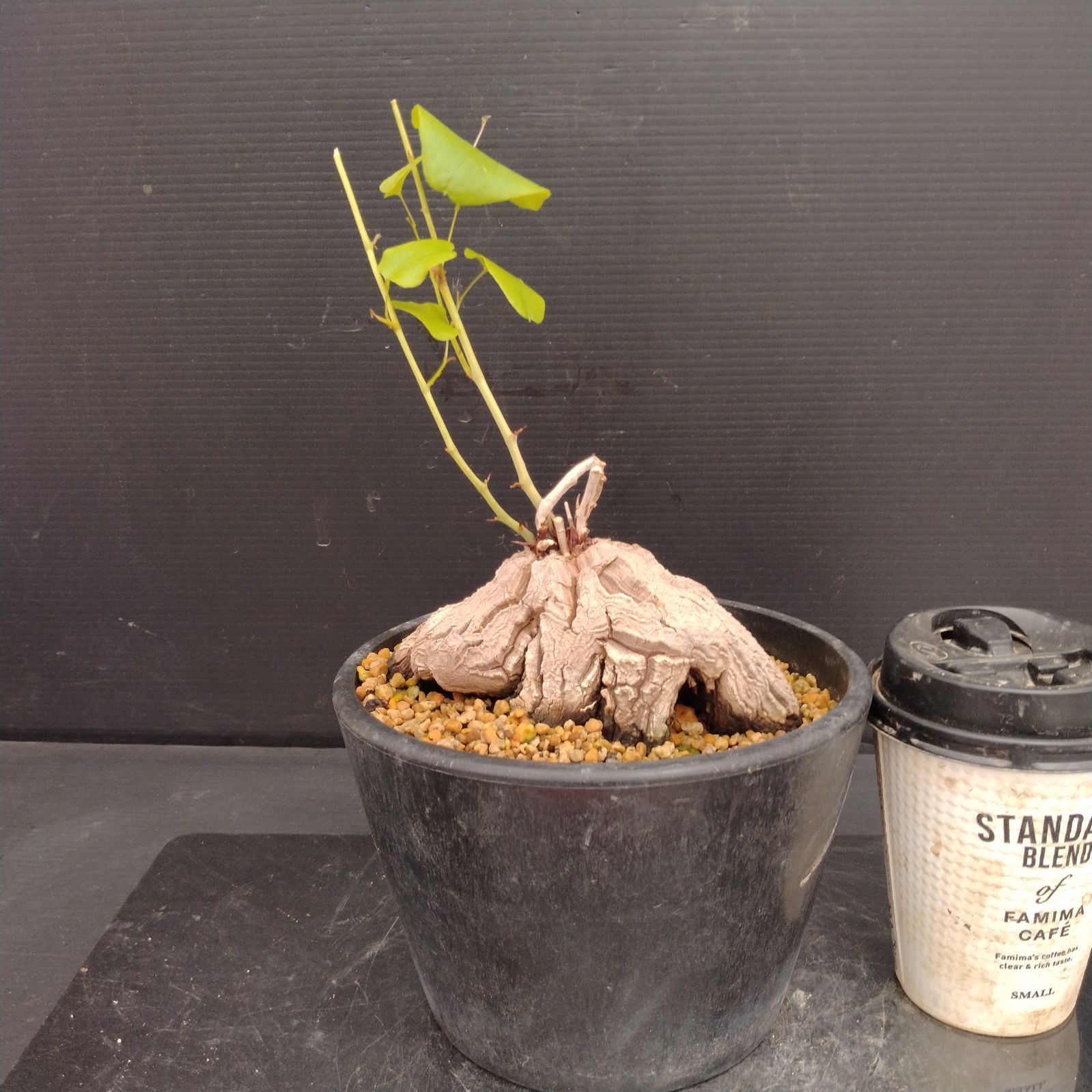 H072【自社養生株】ディオスコレア アフリカ亀甲竜（S）（発根株