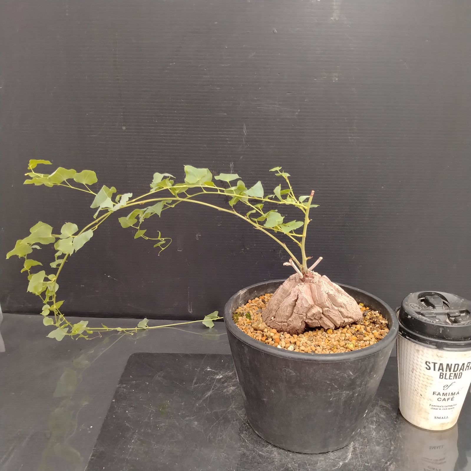 H073【自社養生株】ディオスコレア アフリカ亀甲竜（S）（発根株