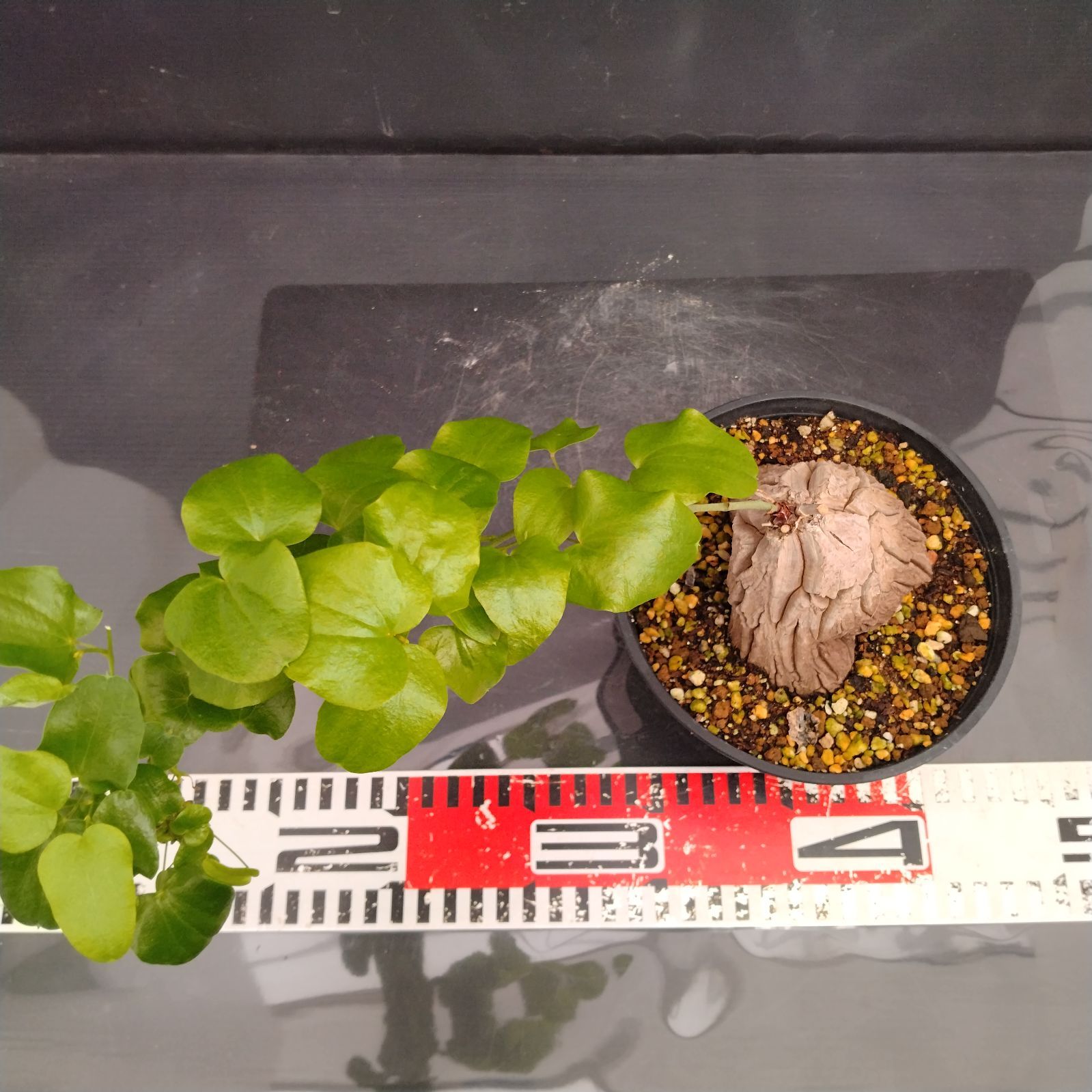 H074【自社養生株】ディオスコレア アフリカ亀甲竜（S）（発根株