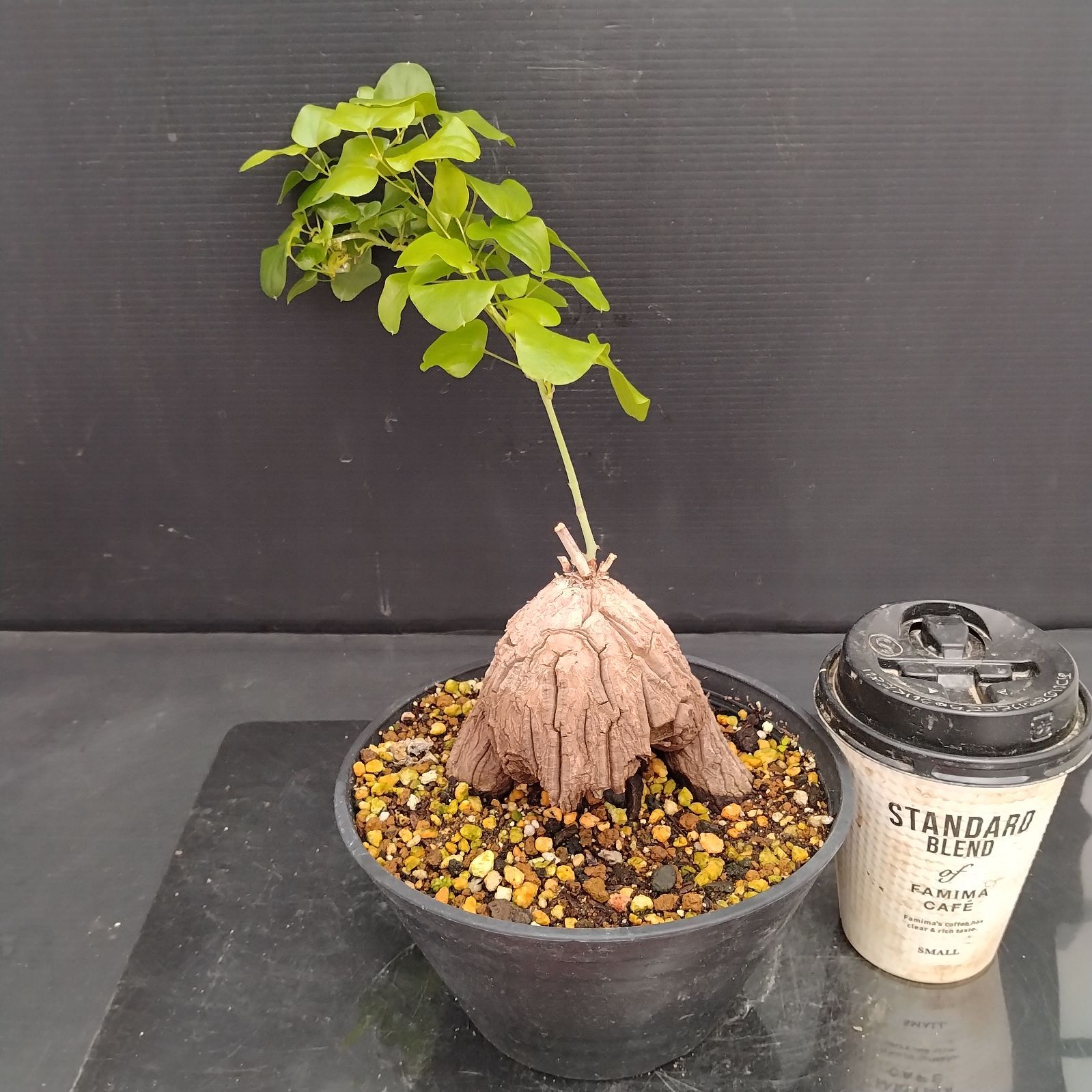 アフリカ亀甲竜 現地株 塊根 ユーフォルビア Amazon.co.jp: 127.ハート