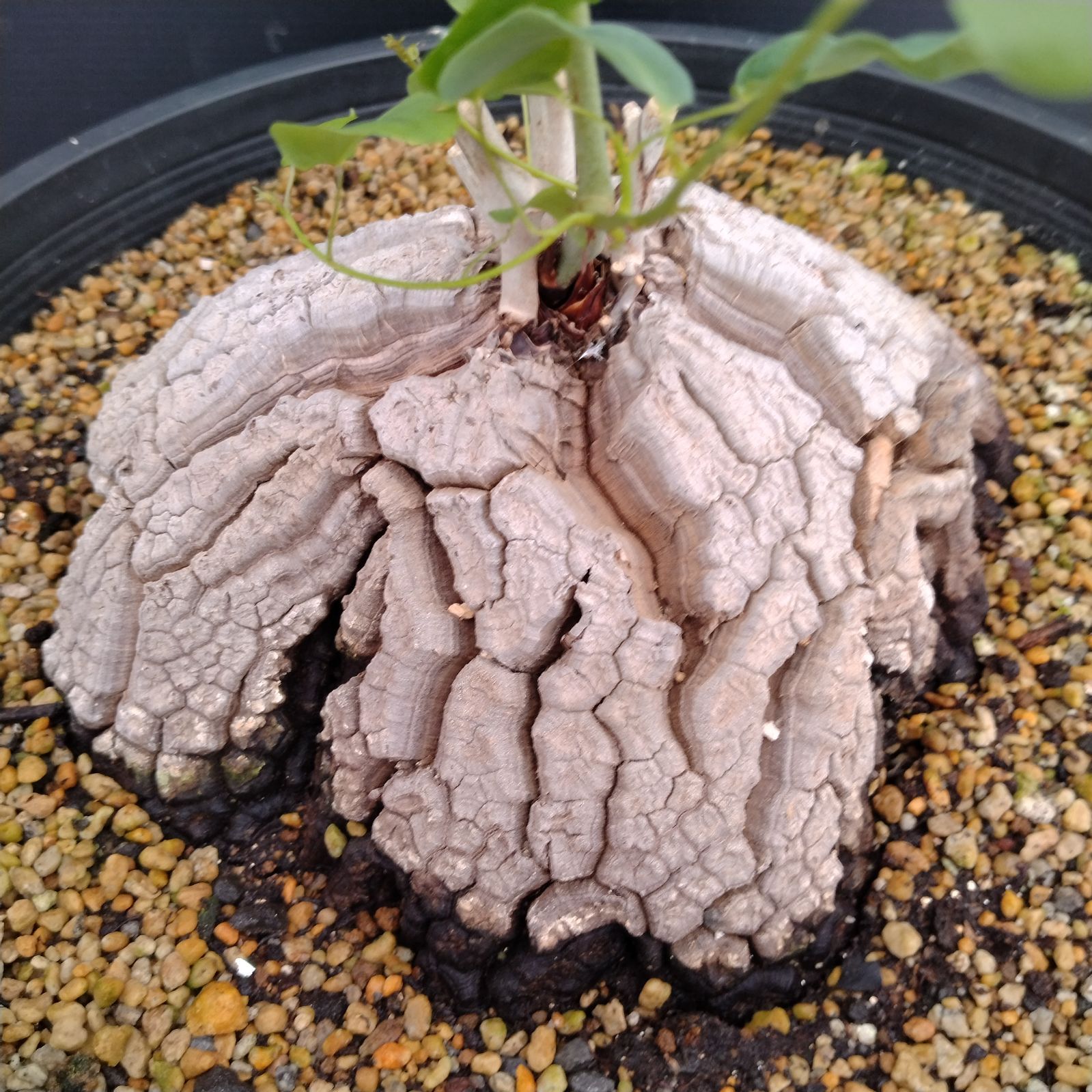 H082【自社養生株】ディオスコレア アフリカ亀甲竜（L）（発根株