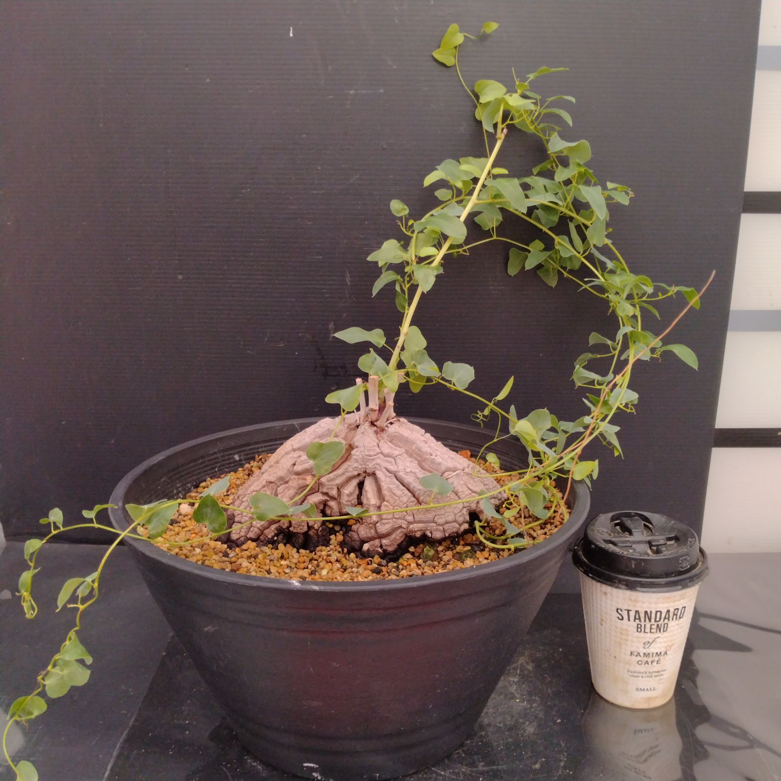 H082【自社養生株】ディオスコレア アフリカ亀甲竜（L）（発根株