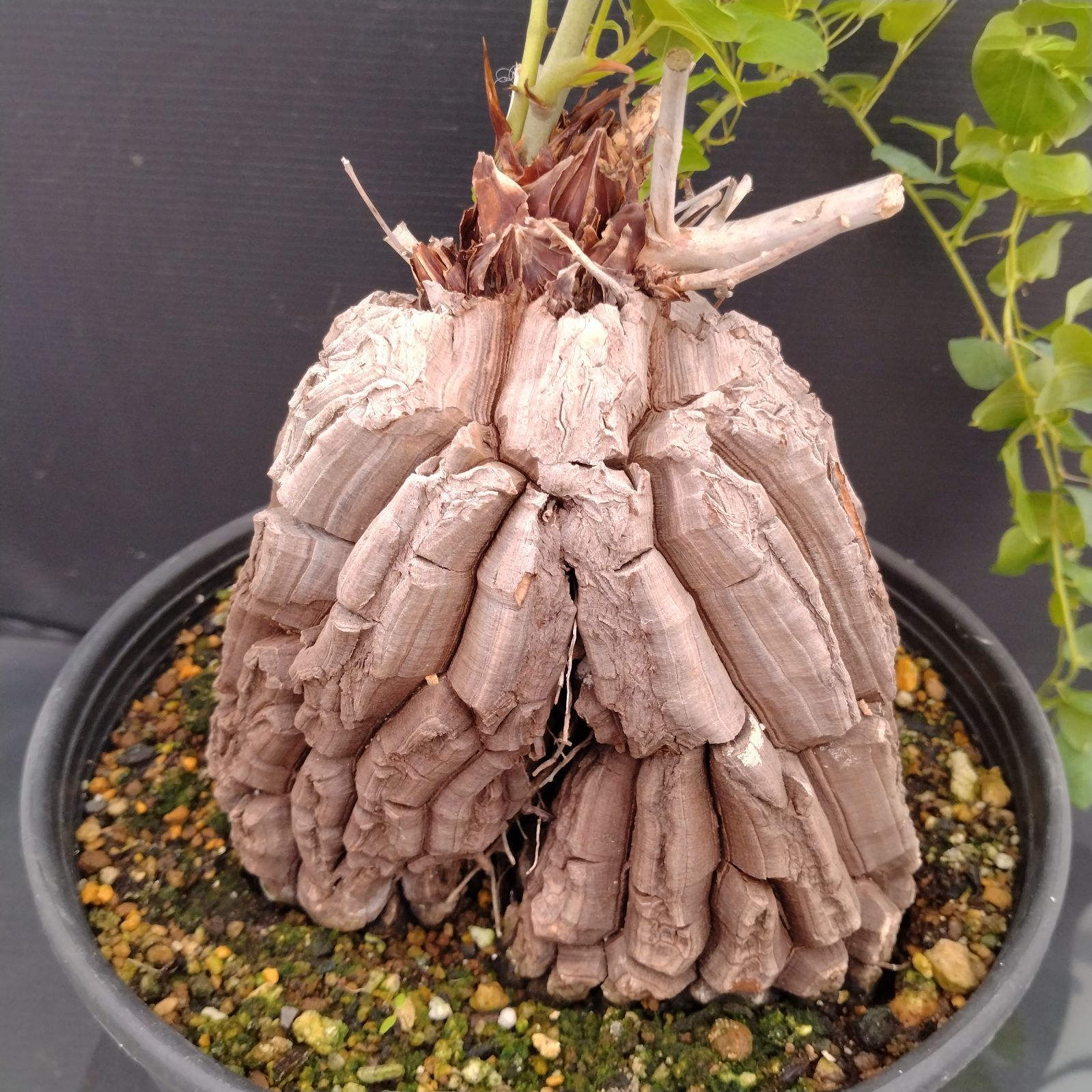 大株　ディオスコレア　アフリカ亀甲竜　亀甲竜　鉢のまま発送　深裂株　コーデックス 大株 ディオスコレア アフリカ亀甲竜 亀甲竜 鉢のまま発送 塊根