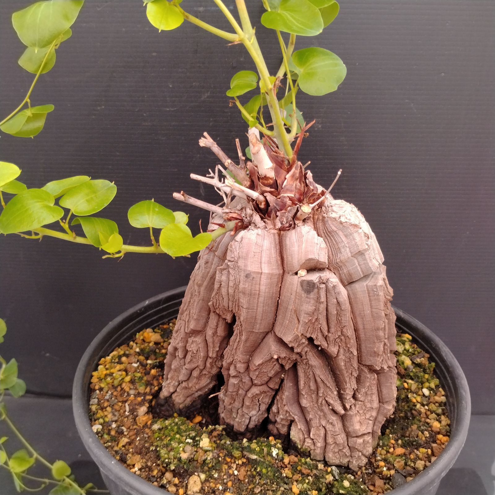 H084【自社養生株】ディオスコレア アフリカ亀甲竜（L）（発根株