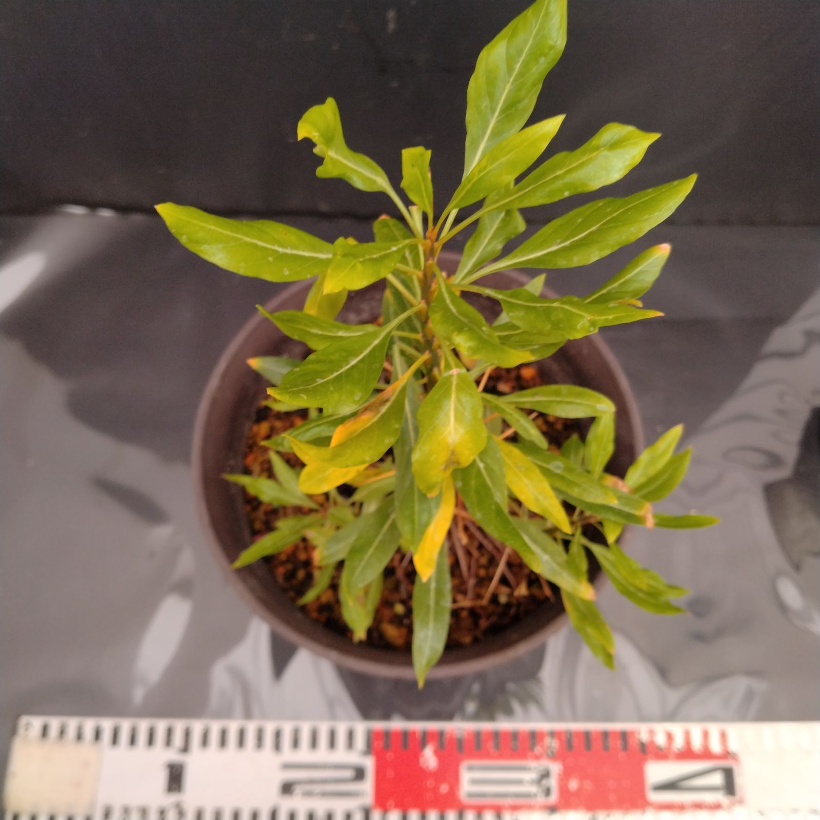 H085【自社養生株】フォークイエリア プルプシー（L）（実生・発根株