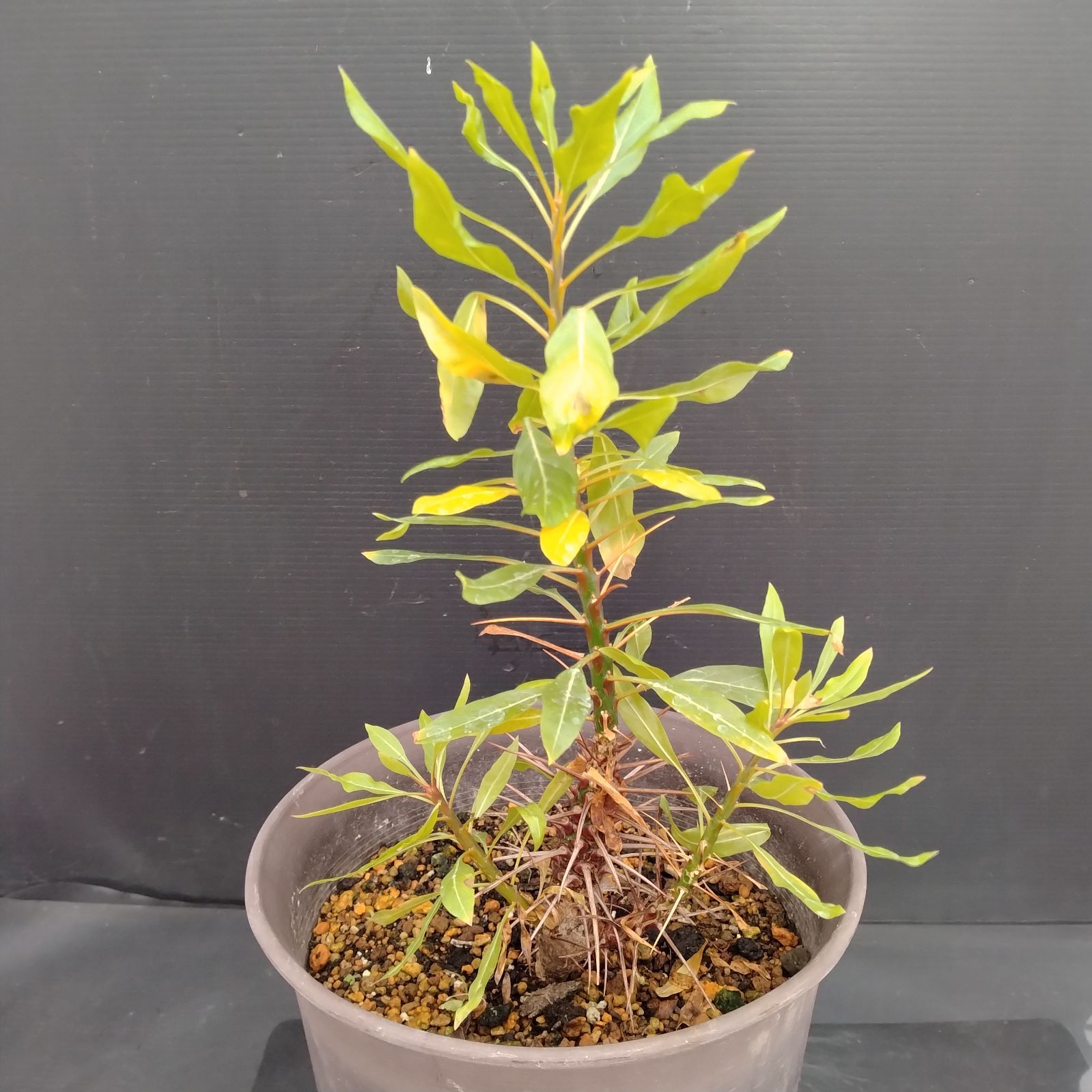 樹種不明　塊根植物　メルカリ便 SA81 センナ メリディオナリス 実生苗 塊根 コーックス 灌木 - メルカリ