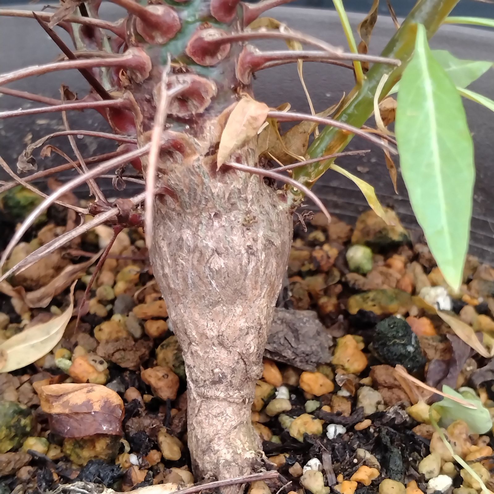 H085【自社養生株】フォークイエリア プルプシー（L）（実生・発根株