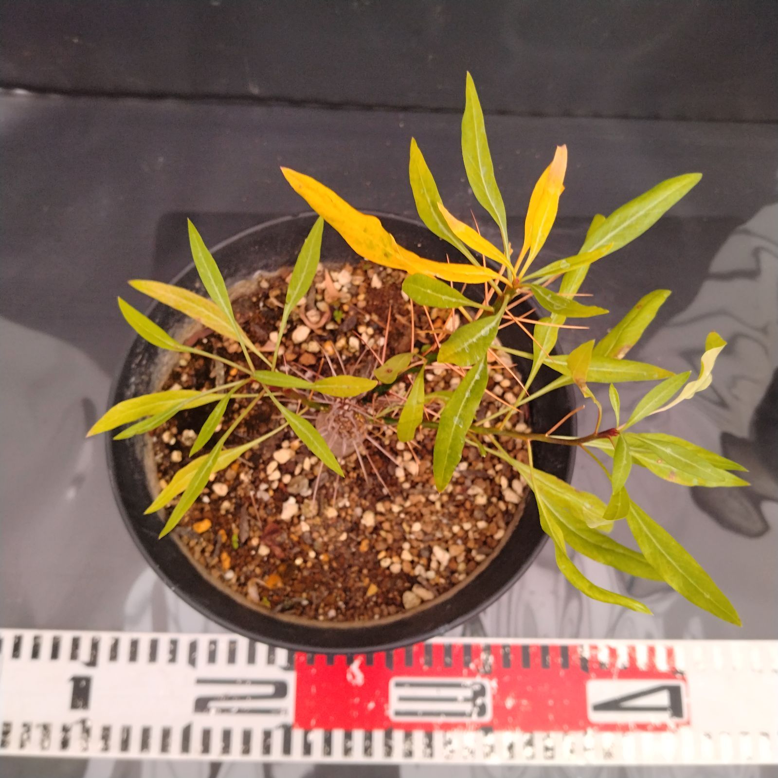 H086【自社養生株】フォークイエリア プルプシー（L）（実生・発根株