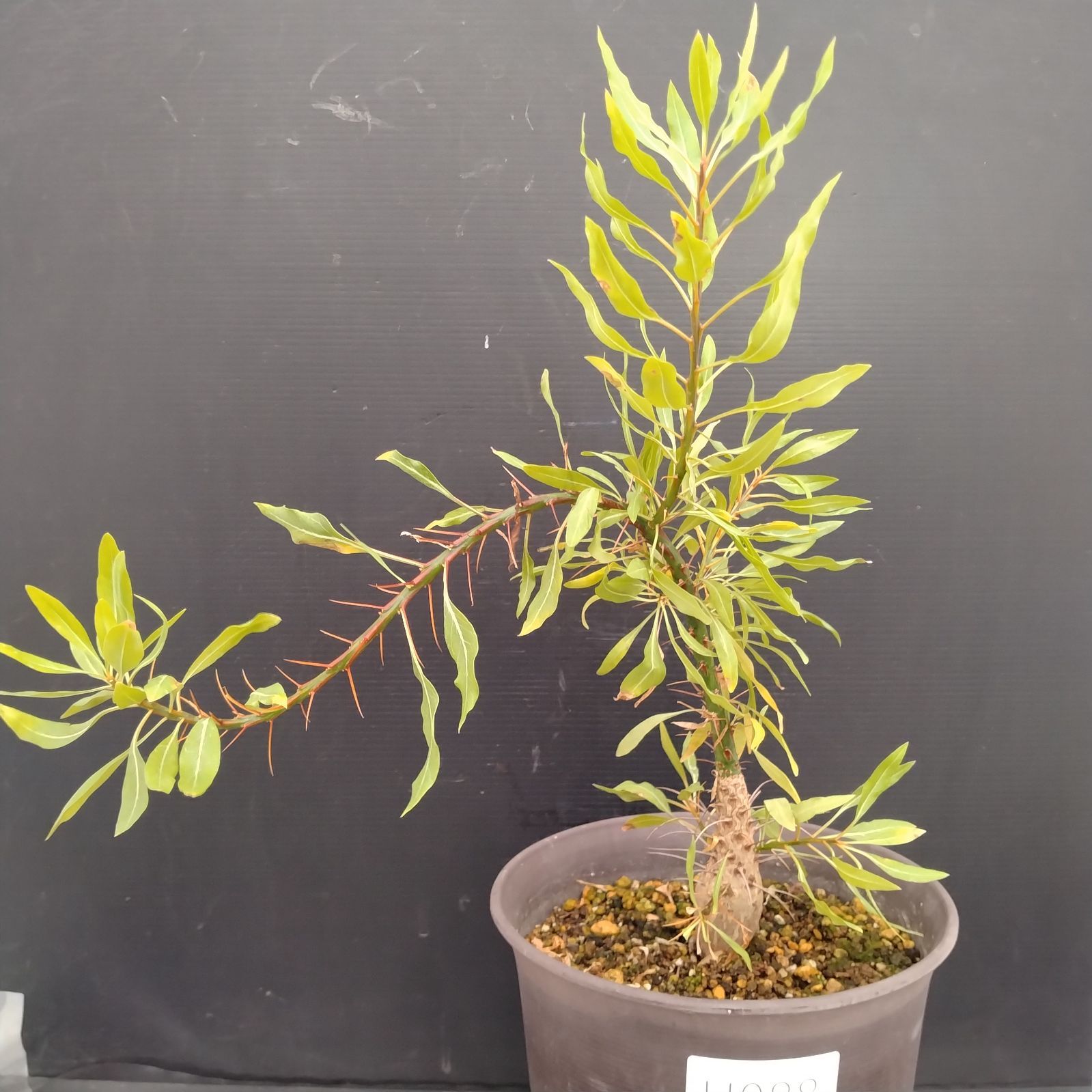 H088【自社養生株】フォークイエリア プルプシー（L）（実生・発根株