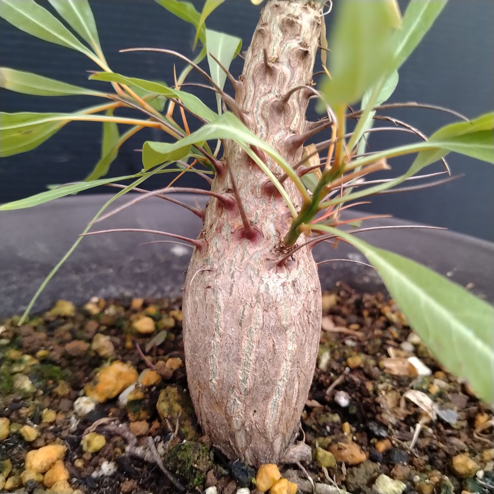 H088【自社養生株】フォークイエリア プルプシー（L）（実生・発根株