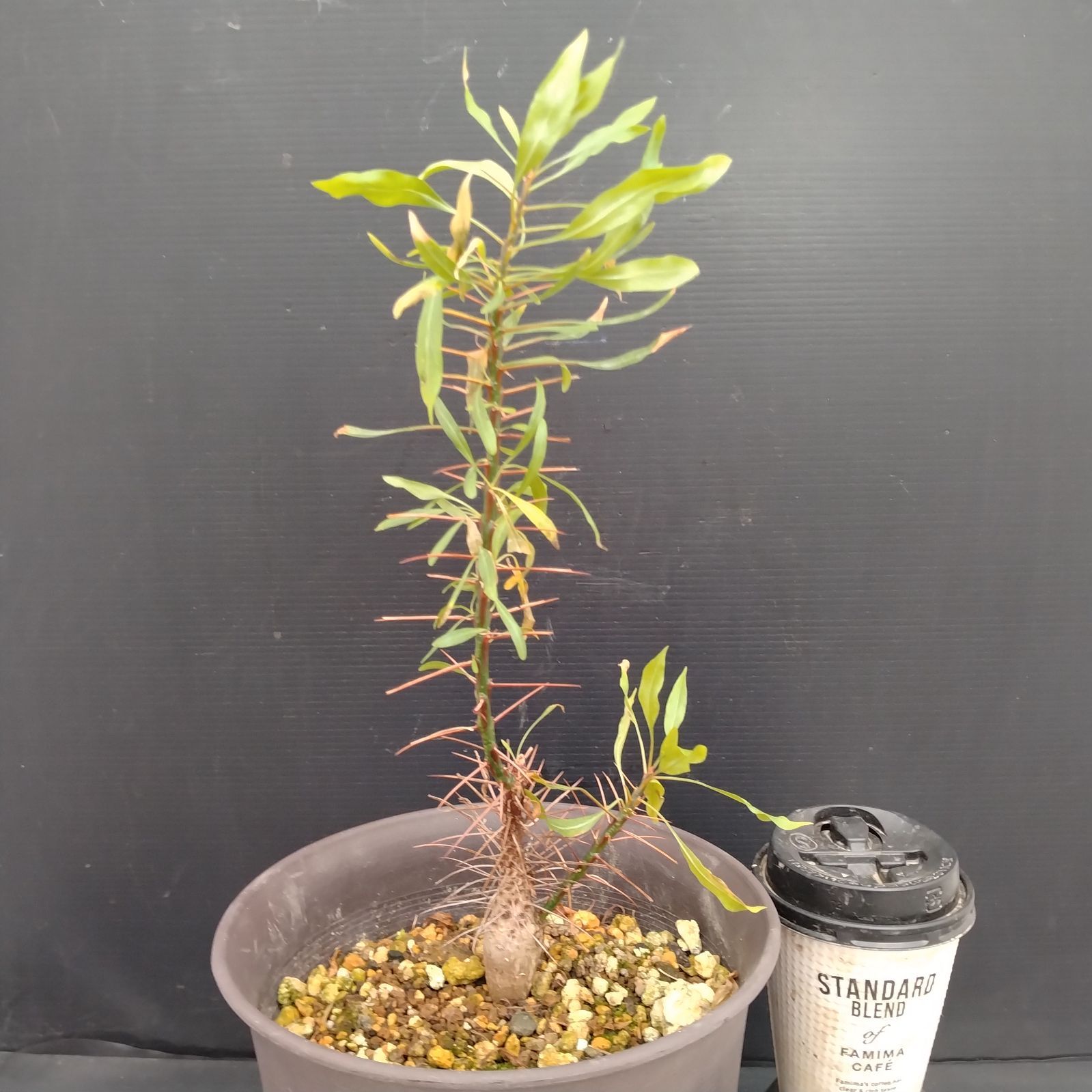 H089【自社養生株】フォークイエリア プルプシー（L）（実生・発根株