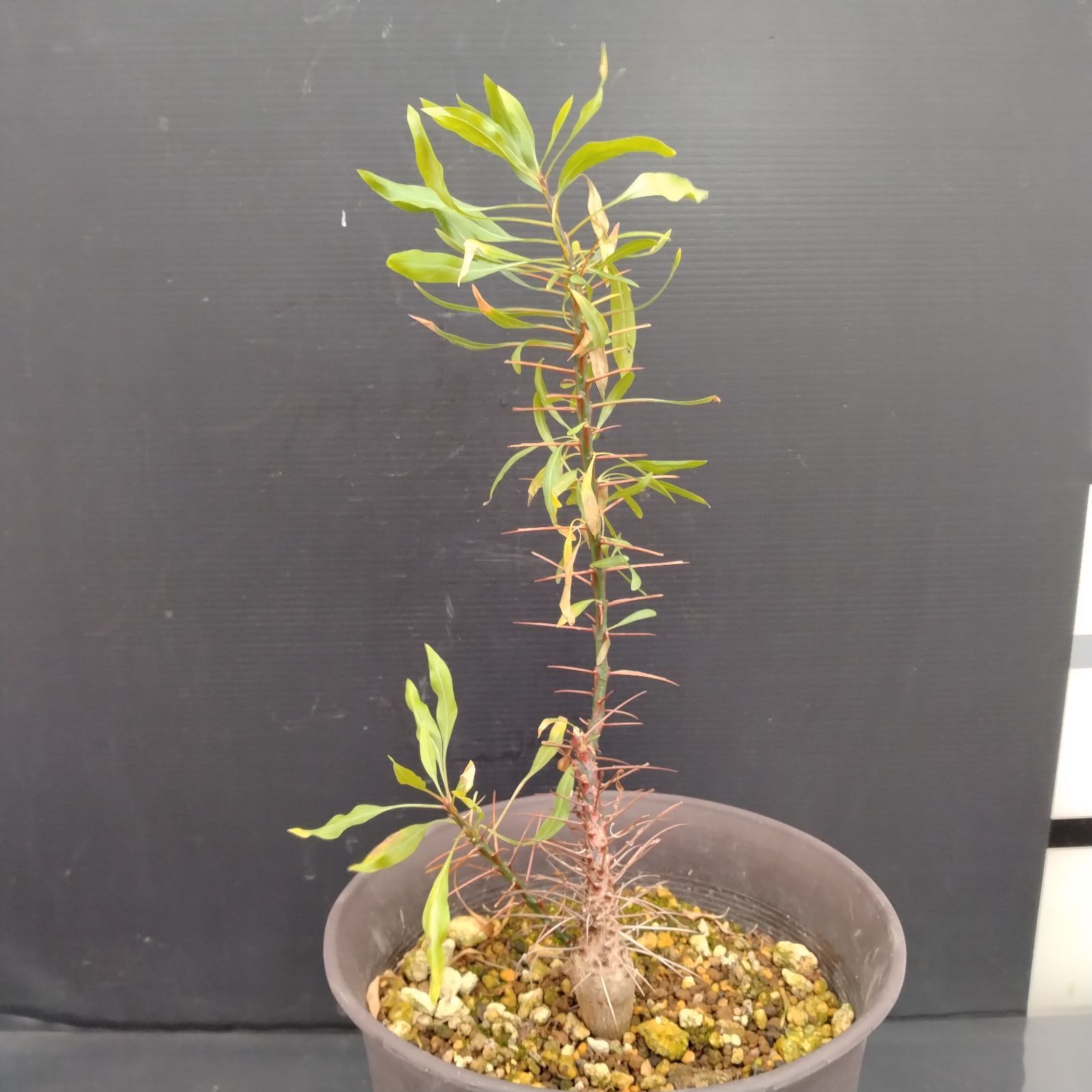 フォークイエリア プルプシー　国内実生　検ファシクラータ　塊根植物 フォークイエリア プルプシー 国内実生2