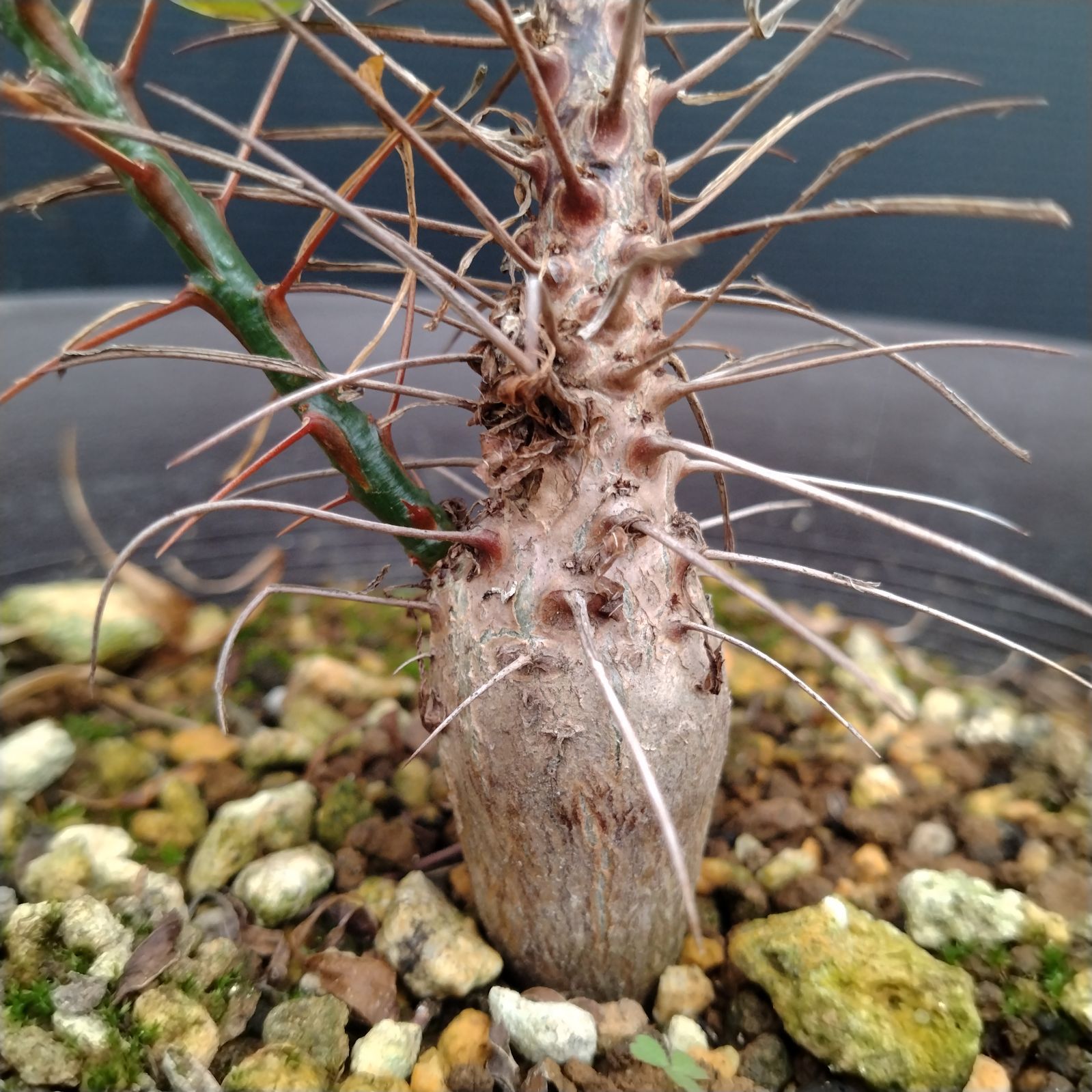 H089【自社養生株】フォークイエリア プルプシー（L）（実生・発根株