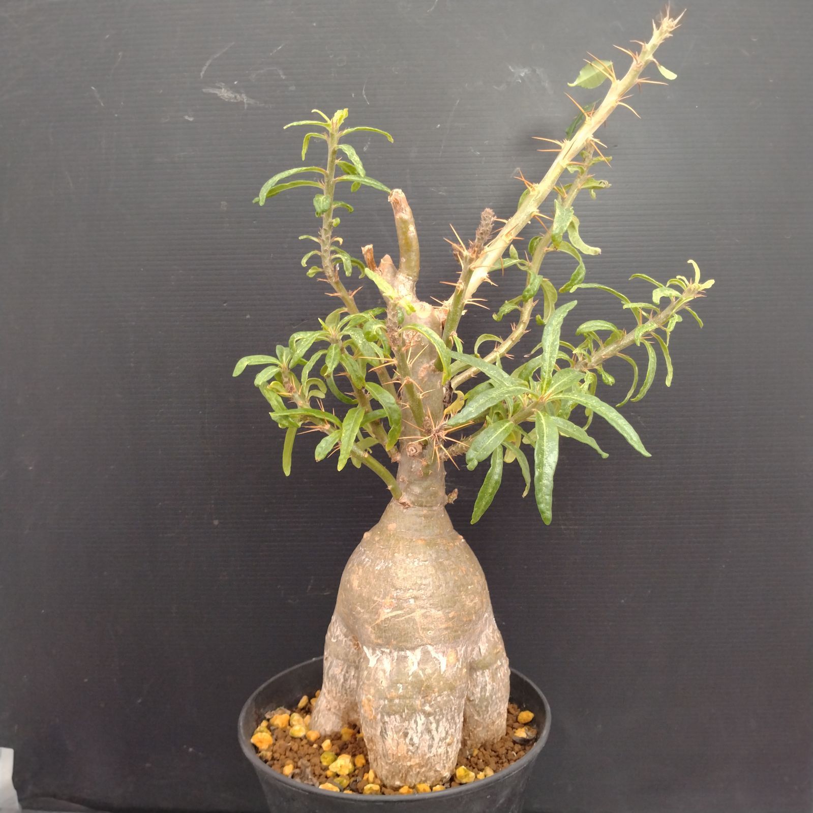 パキポディウム サキュレンタム 塊根植物 大株 パキポディウム・サキュレンタムの冬の管理方法｜観葉植物を元気に