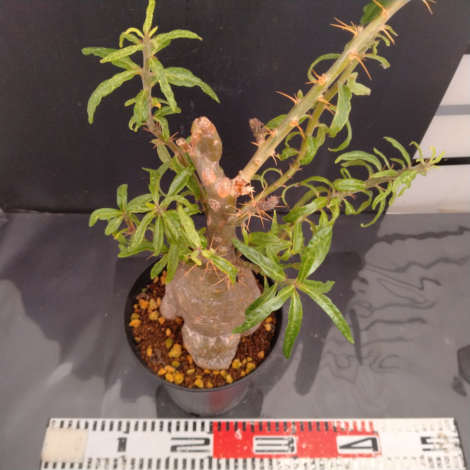 H093【自社養生株】パキポディウム サキュレンタム（発根株・鉢植え