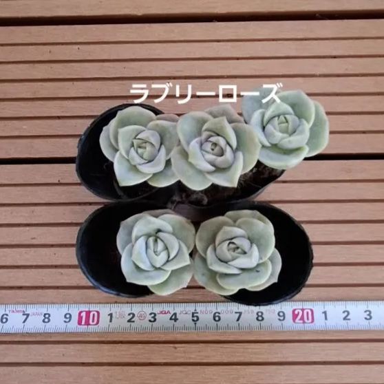 多肉植物『ラブリーローズ』5苗セット - メルカリ