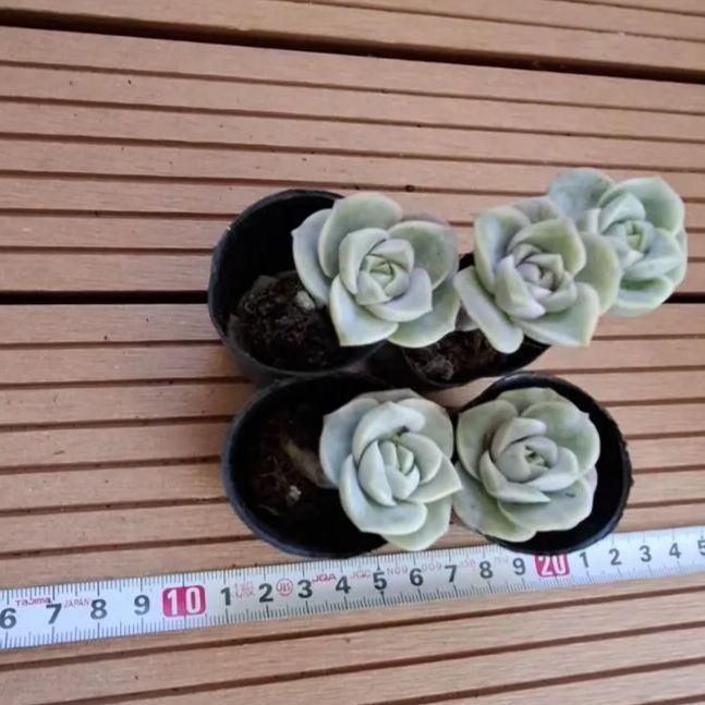 多肉植物『ラブリーローズ』5苗セット - メルカリ