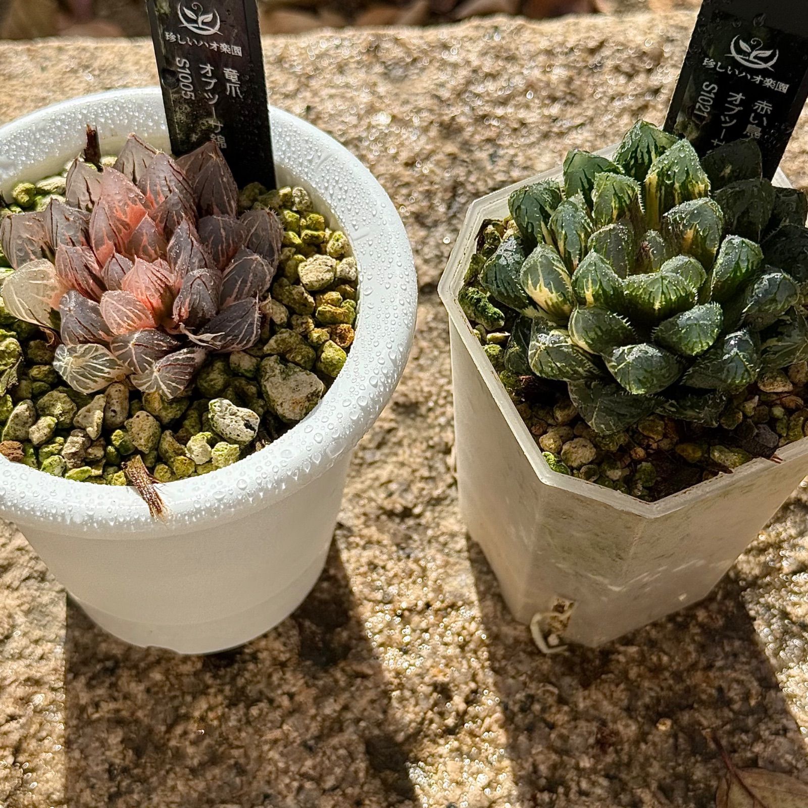 年末セール 竜爪オブツーサ錦S1005、赤い鳥オブツーサ錦S1021 - メルカリ