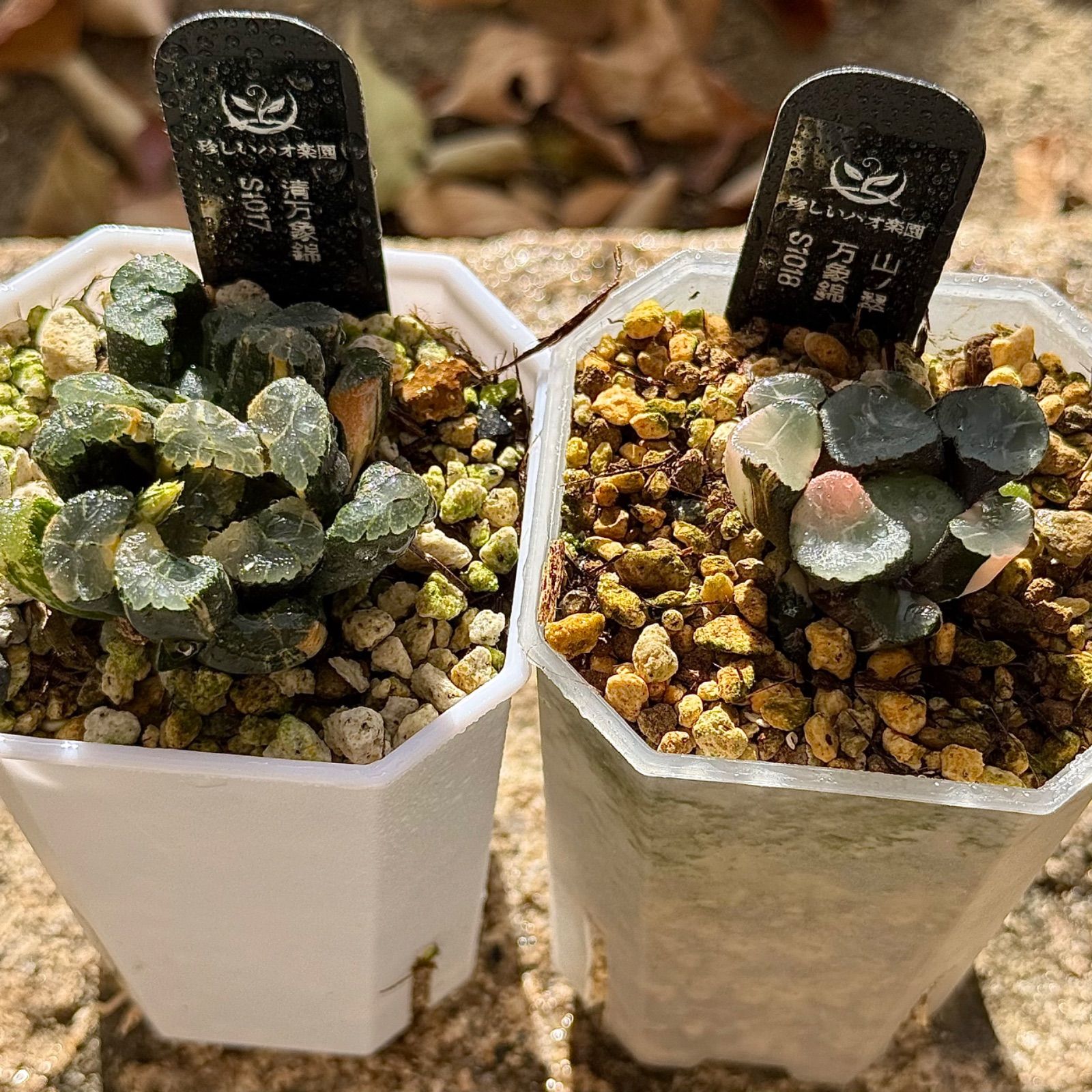 年末 清万象錦S 1017 山ノ翠万象錦S 1018