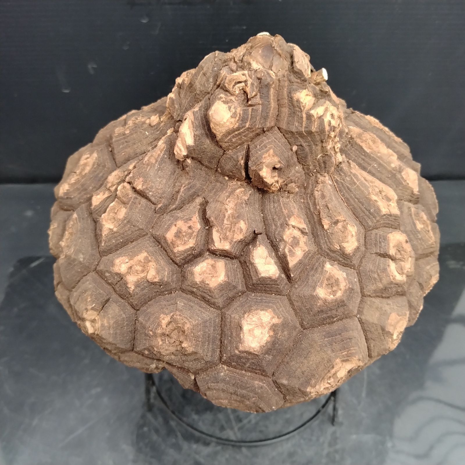 ユ*カ様 メキシコ亀甲竜（９Aラベル）　塊根植物　珍奇植物　ディオスコレア・メキ ☆*☆様 メキシコ亀甲竜（SBラベル） 塊根植物 珍奇植物 ディオス