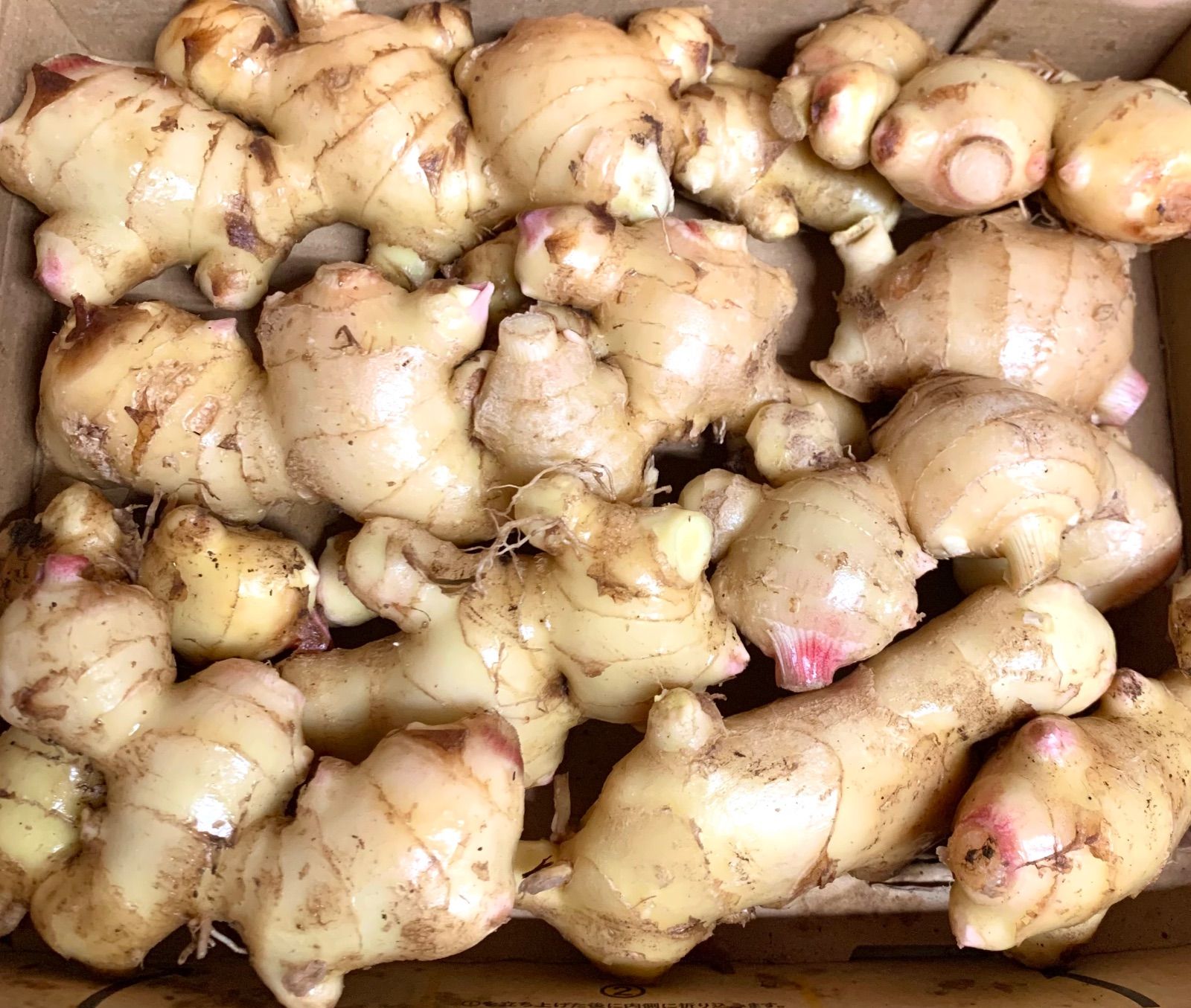 熊本産農薬不使用生姜 1kg 新品 - メルカリ