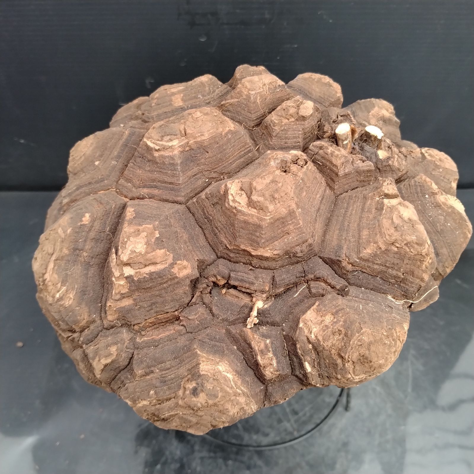 H106【新着】Dioscorea メキシコ亀甲竜（XL）（抜き苗）【塊根植物