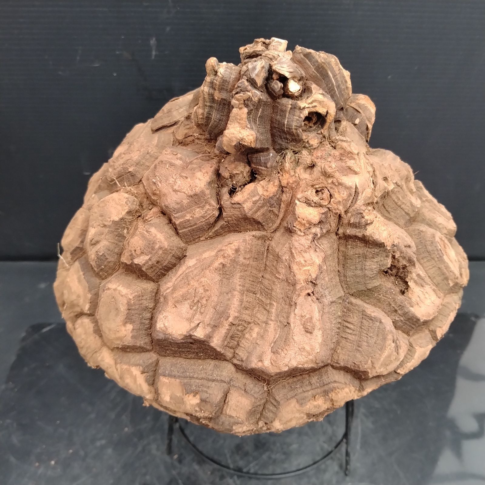 H107【新着】Dioscorea メキシコ亀甲竜（XL）（抜き苗）【塊根植物