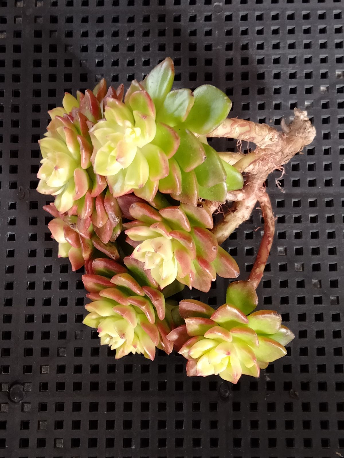 多肉植物 マジックジャムゴールド - メルカリ