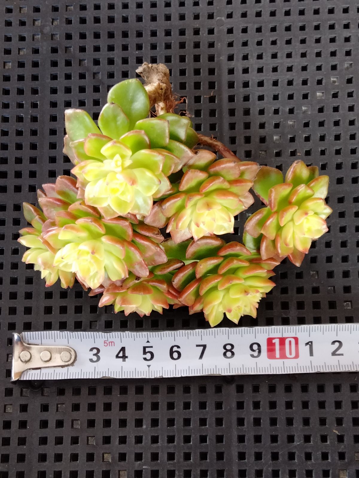 多肉植物 マジックジャムゴールド - メルカリ