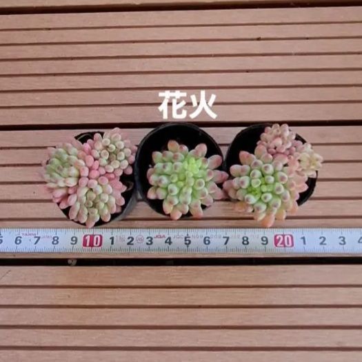 多肉植物『花火』セット - メルカリ