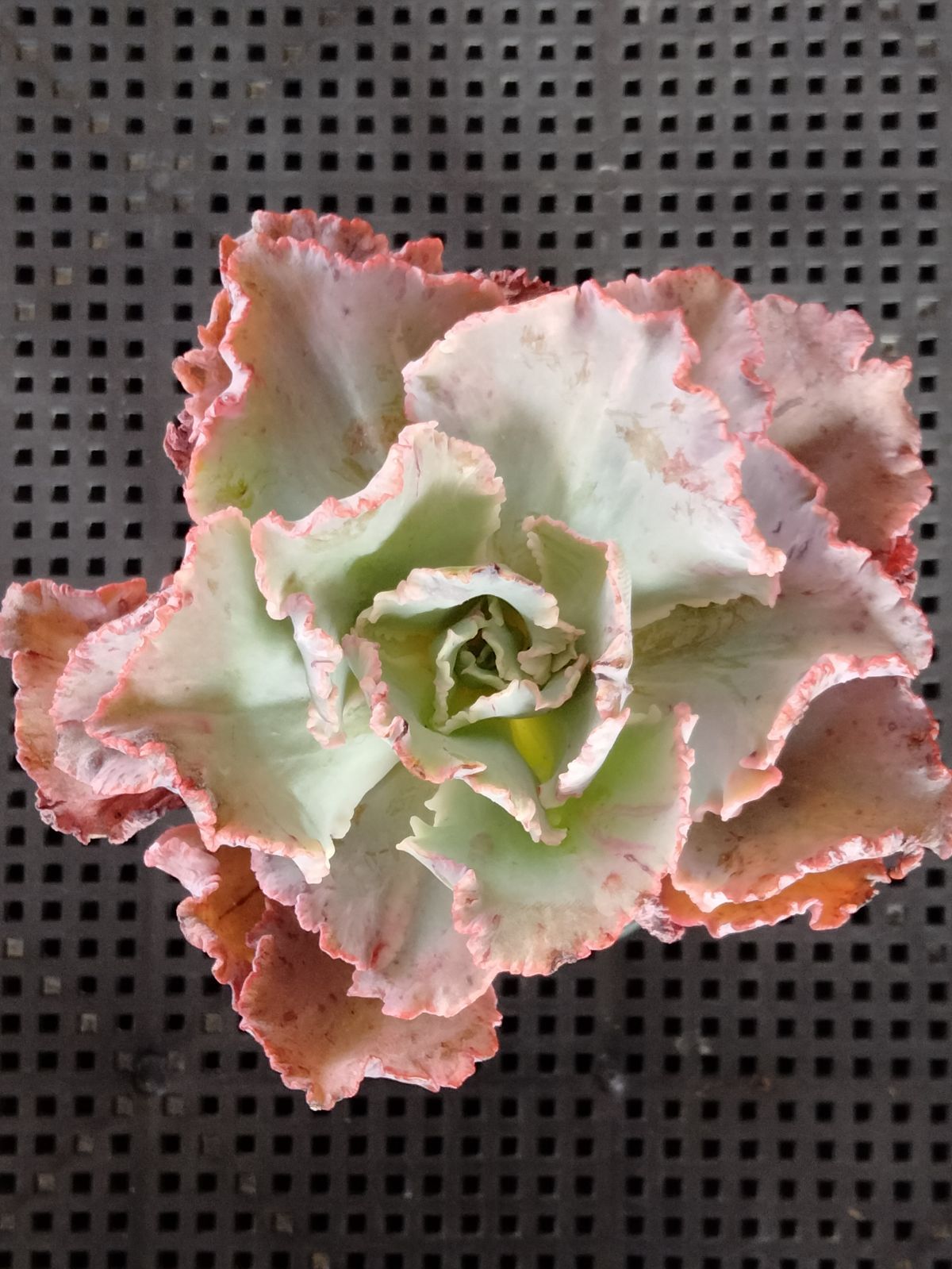 多肉植物 フィレンツェ錦 変異 - メルカリ