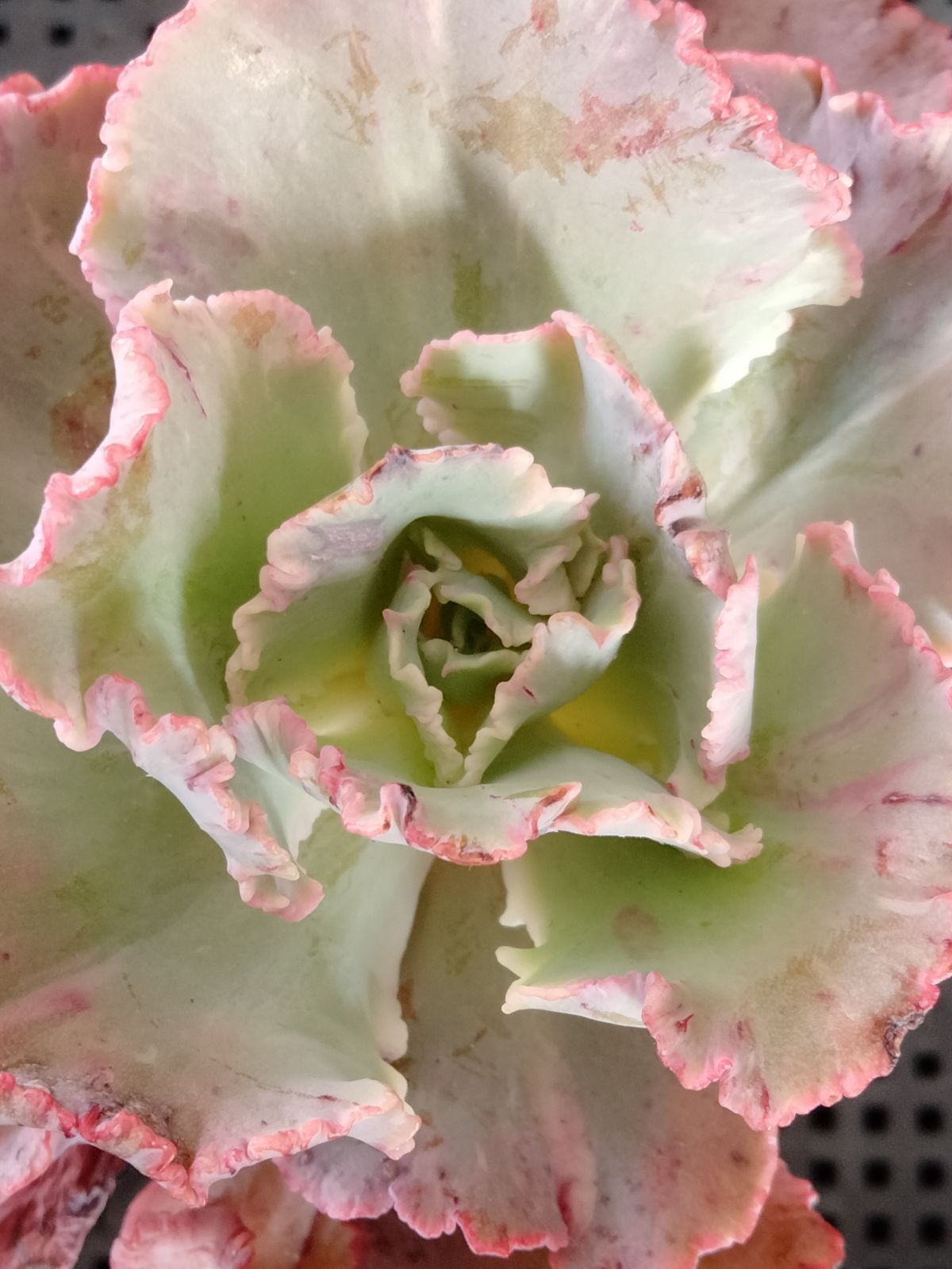 多肉植物 フィレンツェ錦 変異 - メルカリ