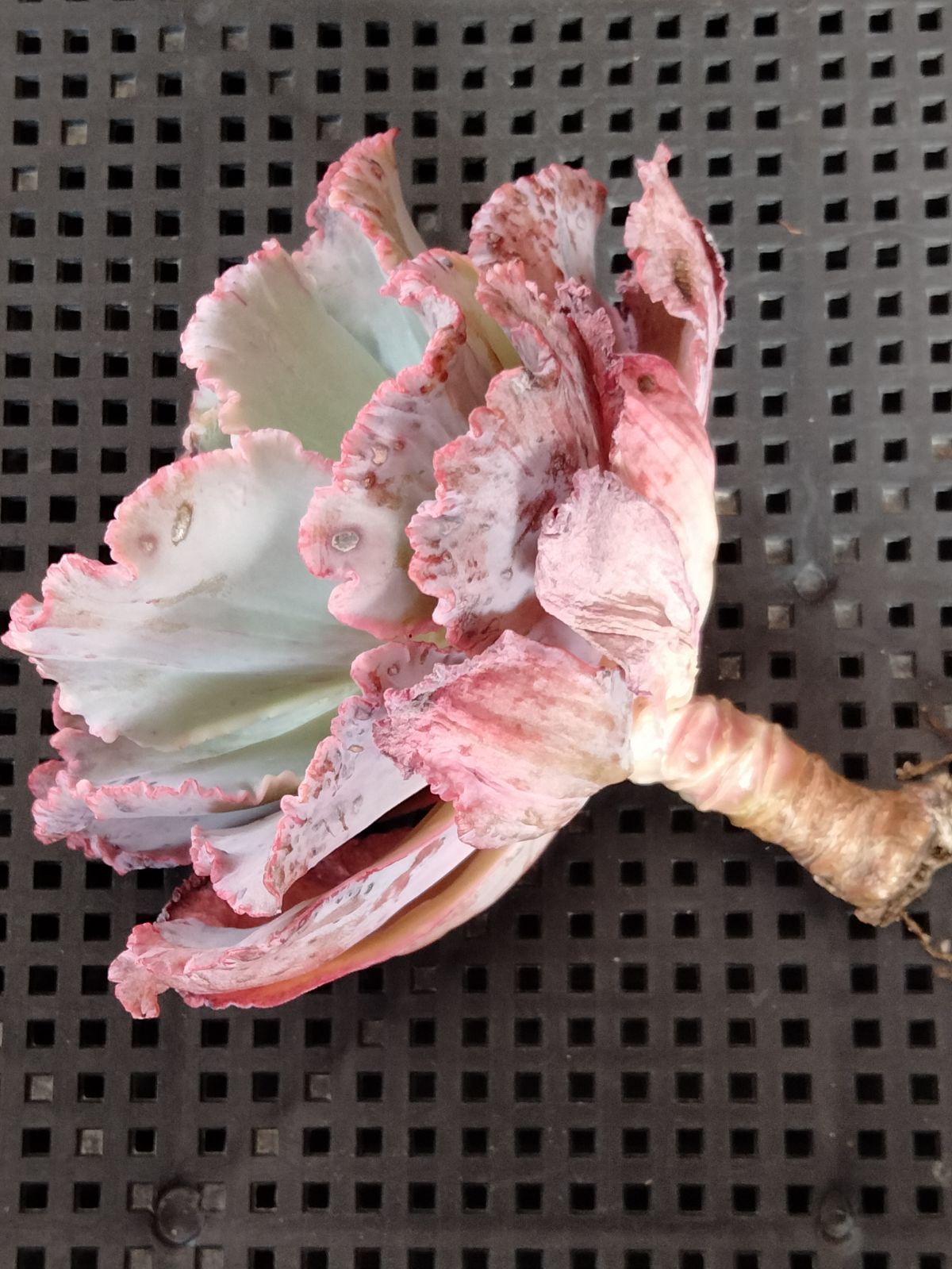 多肉植物 フィレンツェ錦 変異 - メルカリ