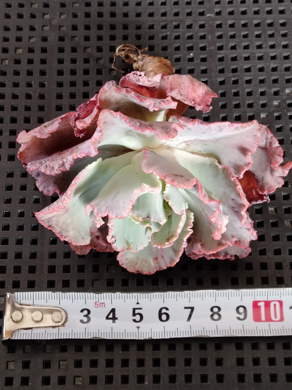 多肉植物 フィレンツェ錦 変異 - メルカリ